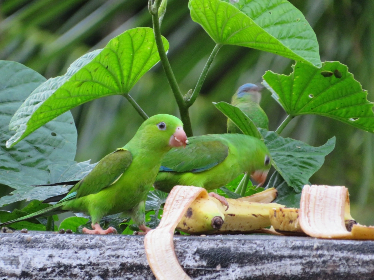 Periquito-rico (Brotogeris tirica), aves, fotografado em Maresias, São Sebastião