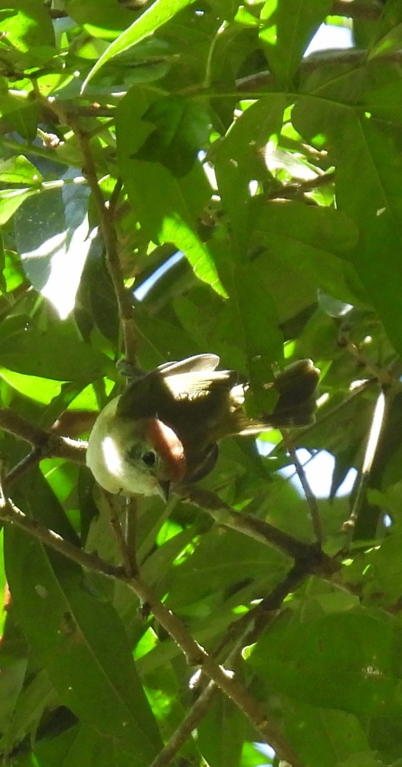 Verdinho-Coroado (Hylophilus poicilotis), aves, fotografado em Visconde de Mauá