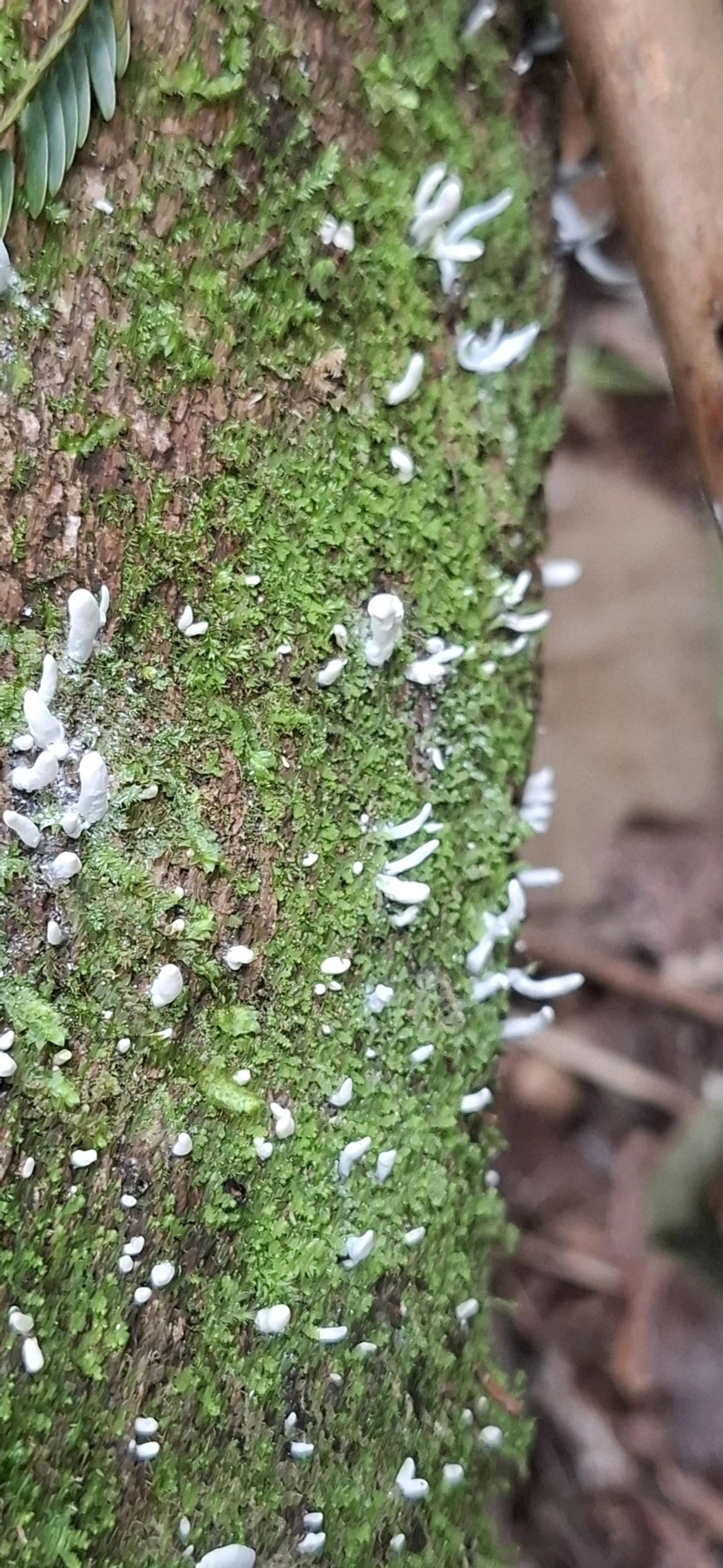 Xylaria, fungos, fotografado em Maresias, São Sebastião