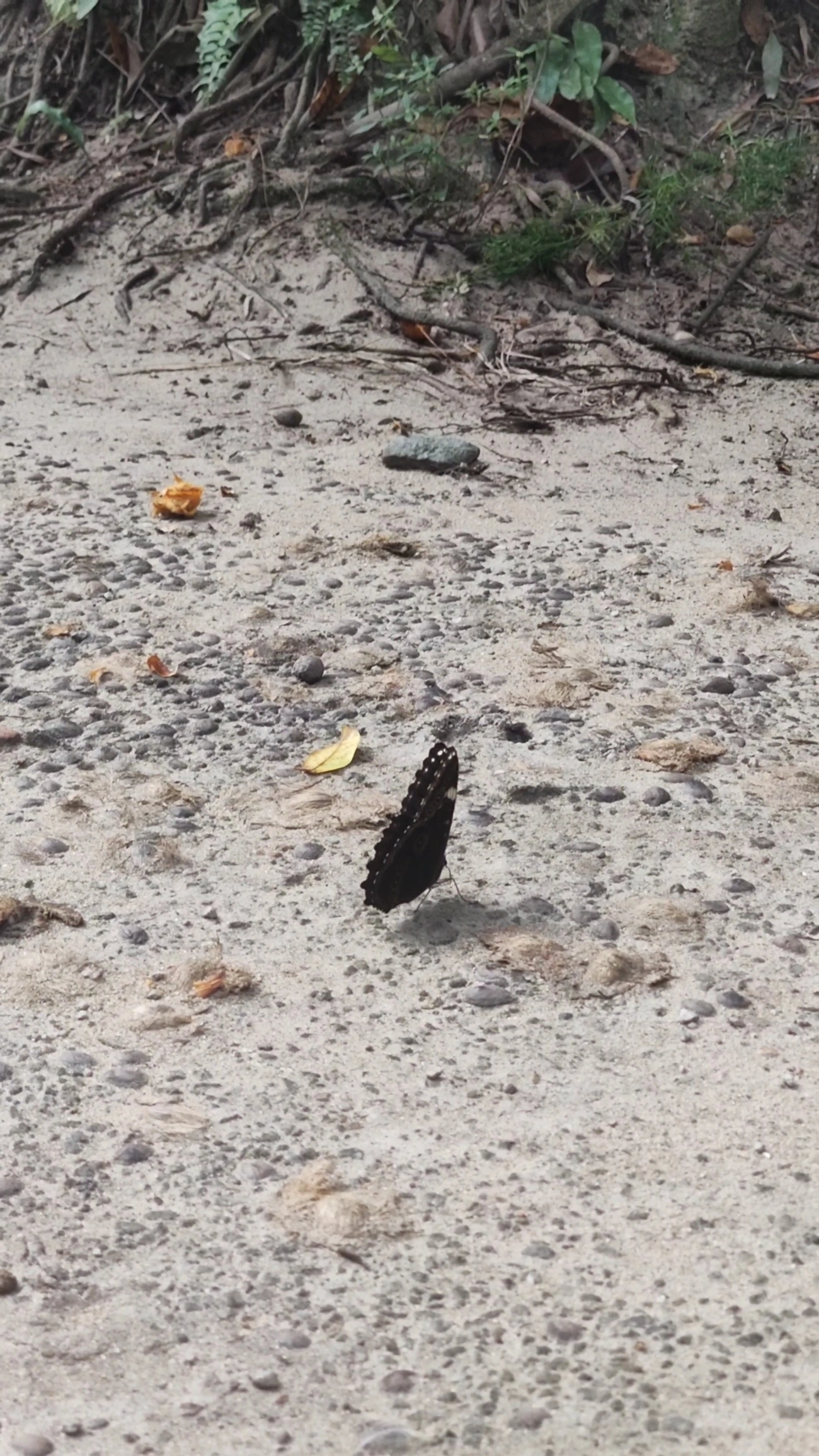 Capitão-do-mato (Morpho helenor), insetos, fotografado em Maresias, São Sebastião