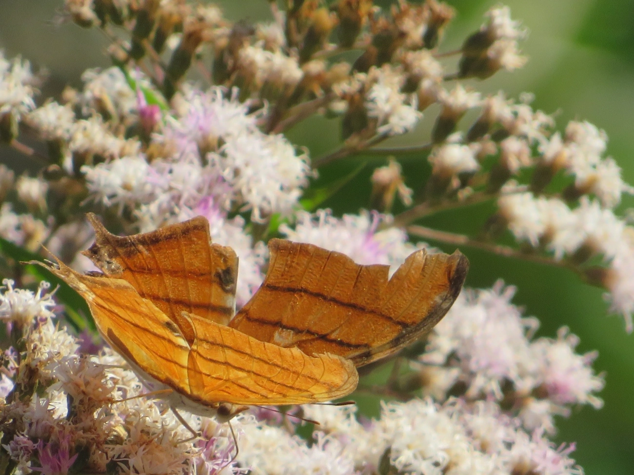 Borboleta-Asas-de-Punhal (Marpesia petreus), insetos, fotografado em Maresias, São Sebastião