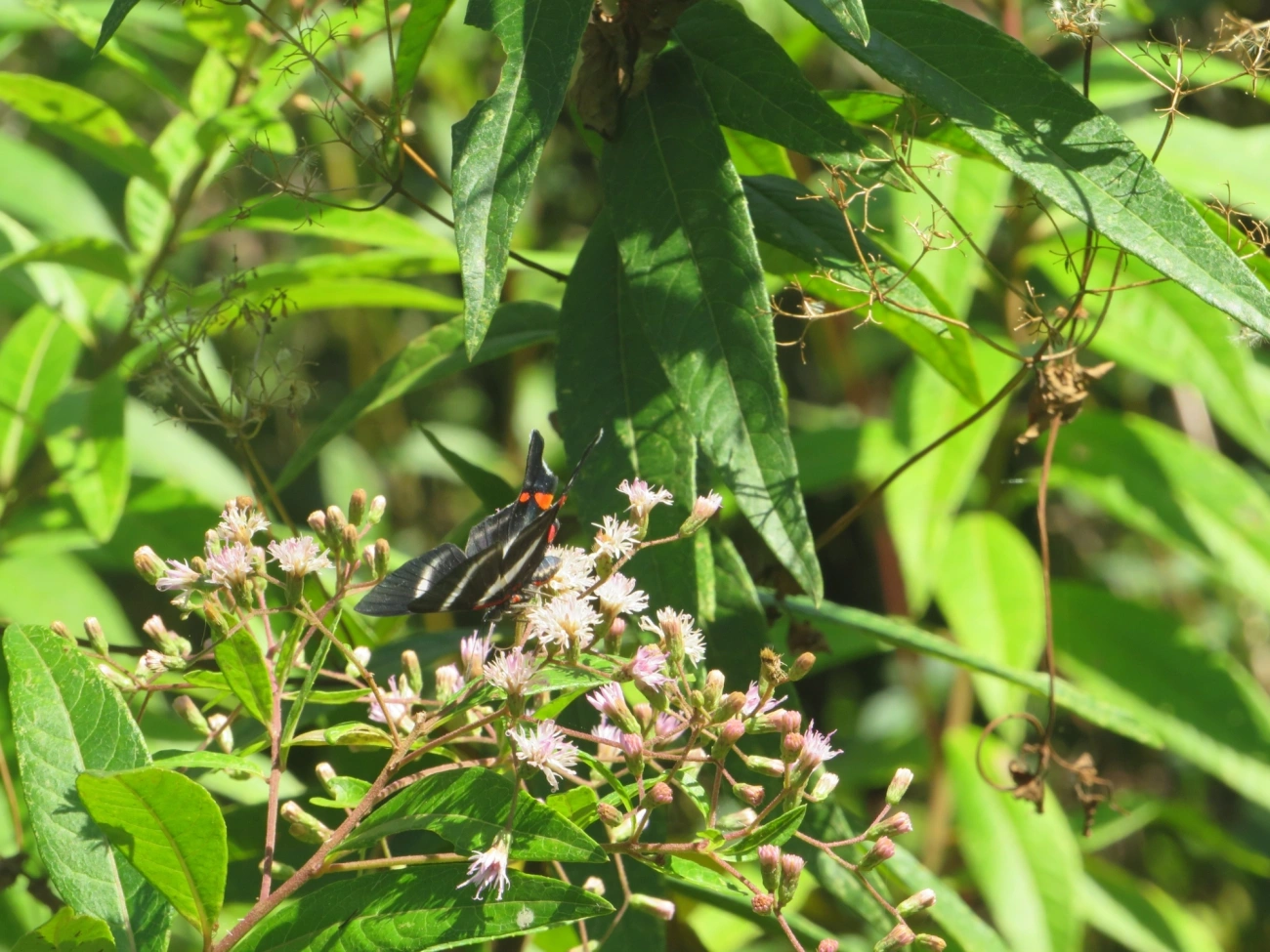 Metálica-de-cauda-longa (Rhetus arcius), insetos, fotografado em Maresias, São Sebastião