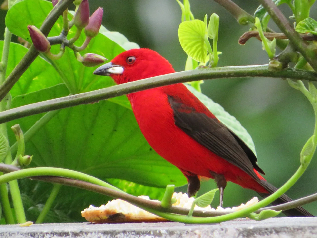 Tiê-sangue (Ramphocelus bresilius), aves, fotografado em Maresias, São Sebastião