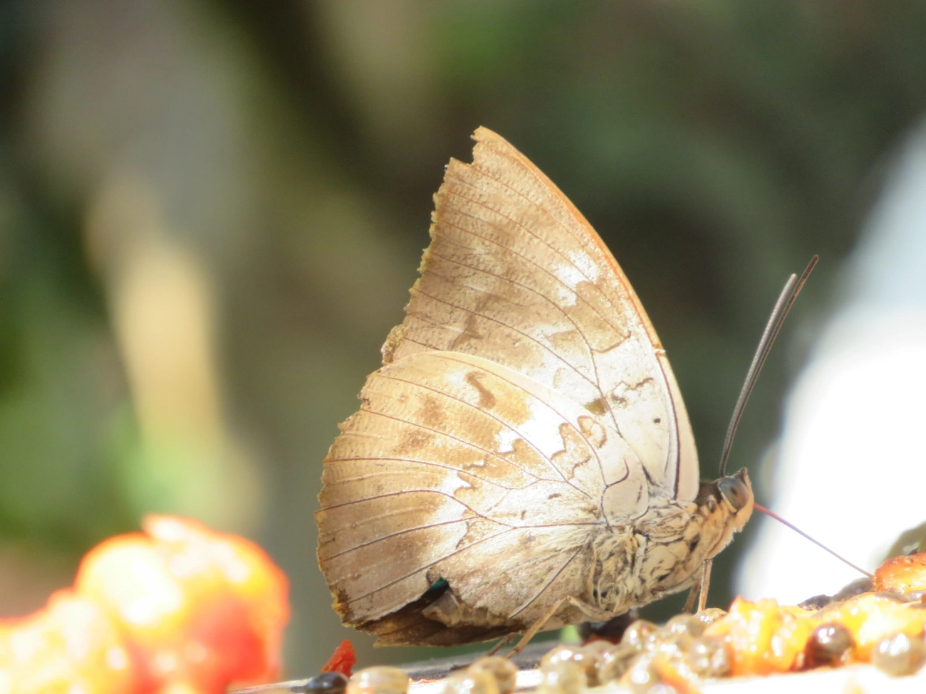 Prepona-de-um-ponto (Archaeoprepona demophon), insetos, fotografado em Maresias, São Sebastião