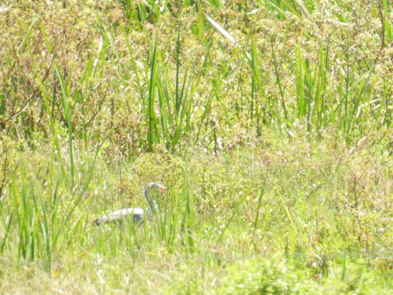 Maria-faceira (Syrigma sibilatrix), aves, fotografado em Camburí, São Sebastião