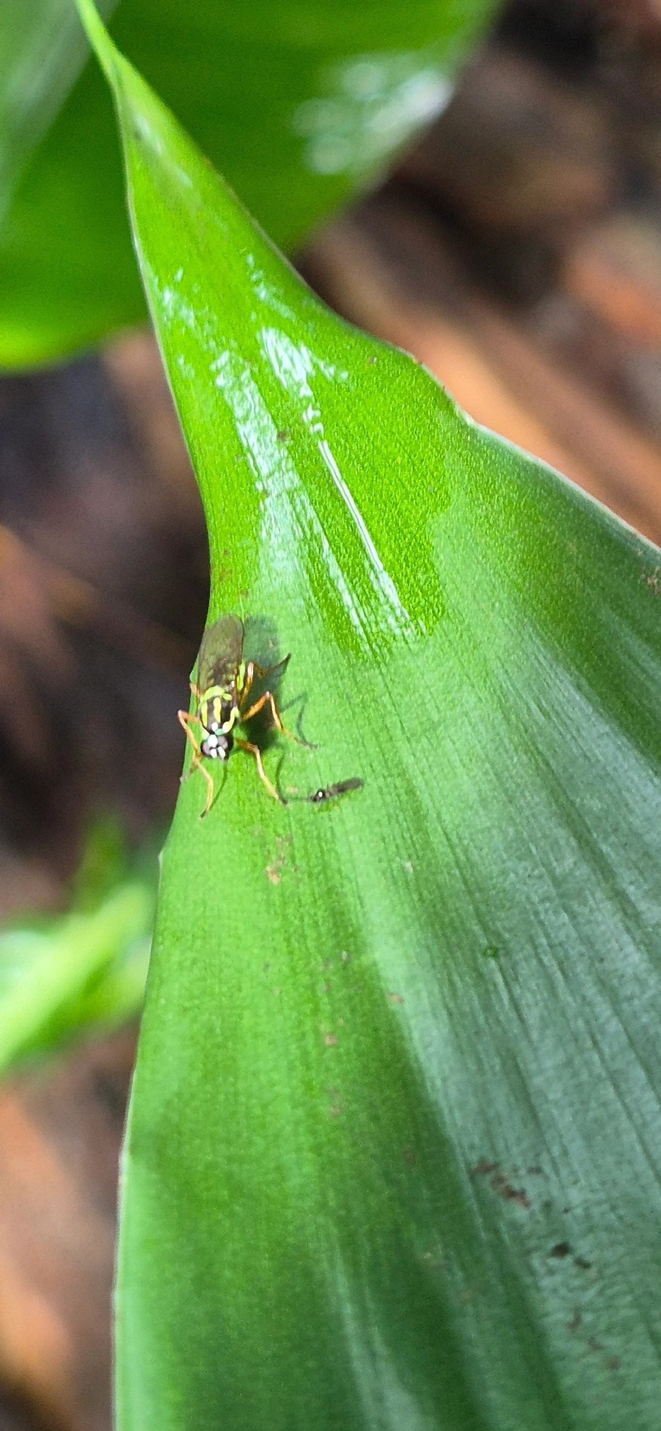 Stratiomyidae, insetos, fotografado em Maresias, São Sebastião