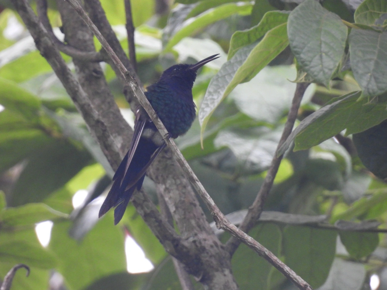 Beija-flor-tesoura (Eupetomena macroura), aves, fotografado em Indaiá, Caraguatatuba