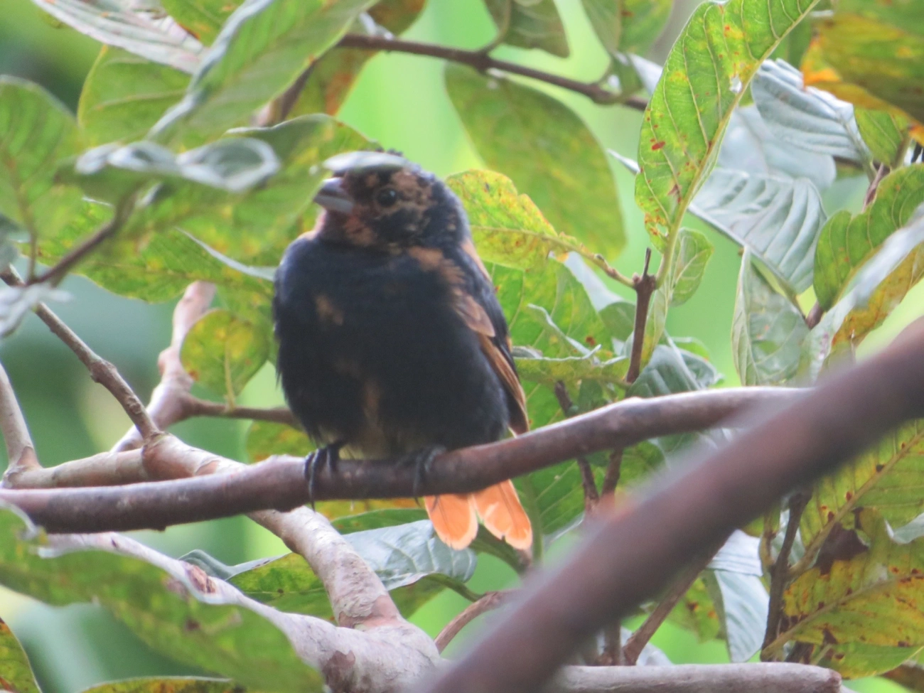 Tiê-preto (Tachyphonus coronatus), aves, fotografado em Maresias, São Sebastião