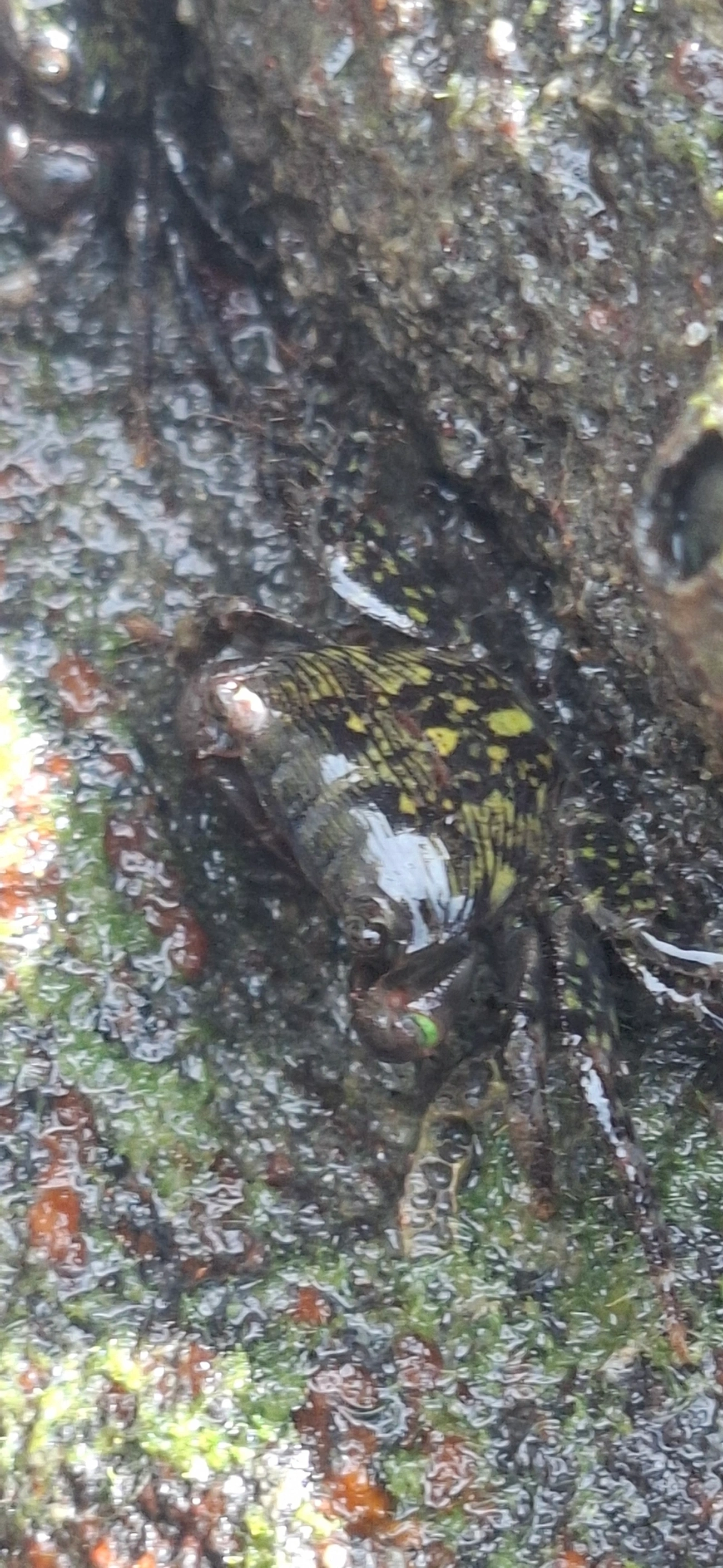 Caranguejo-verde (Pachygrapsus transversus), crustáceos, fotografado em Maresias, São Sebastião