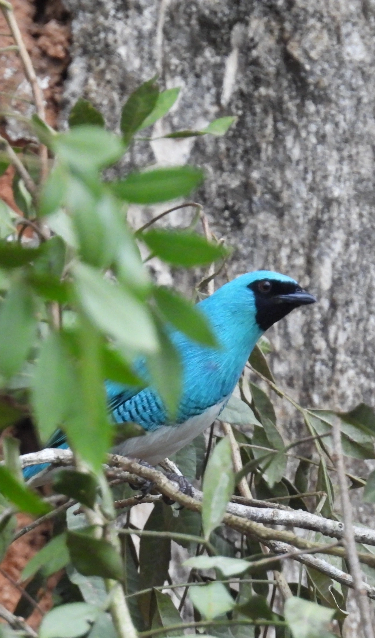 Saí-andorinha (Tersina viridis), aves, fotografado em Recanto Imperial, Santa Isabel