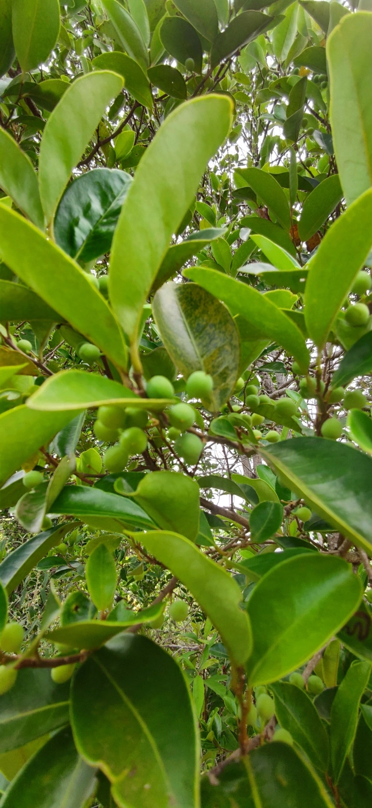 Figueira microcarpa (Ficus microcarpa), plantas, fotografado em Paúba, São Sebastião