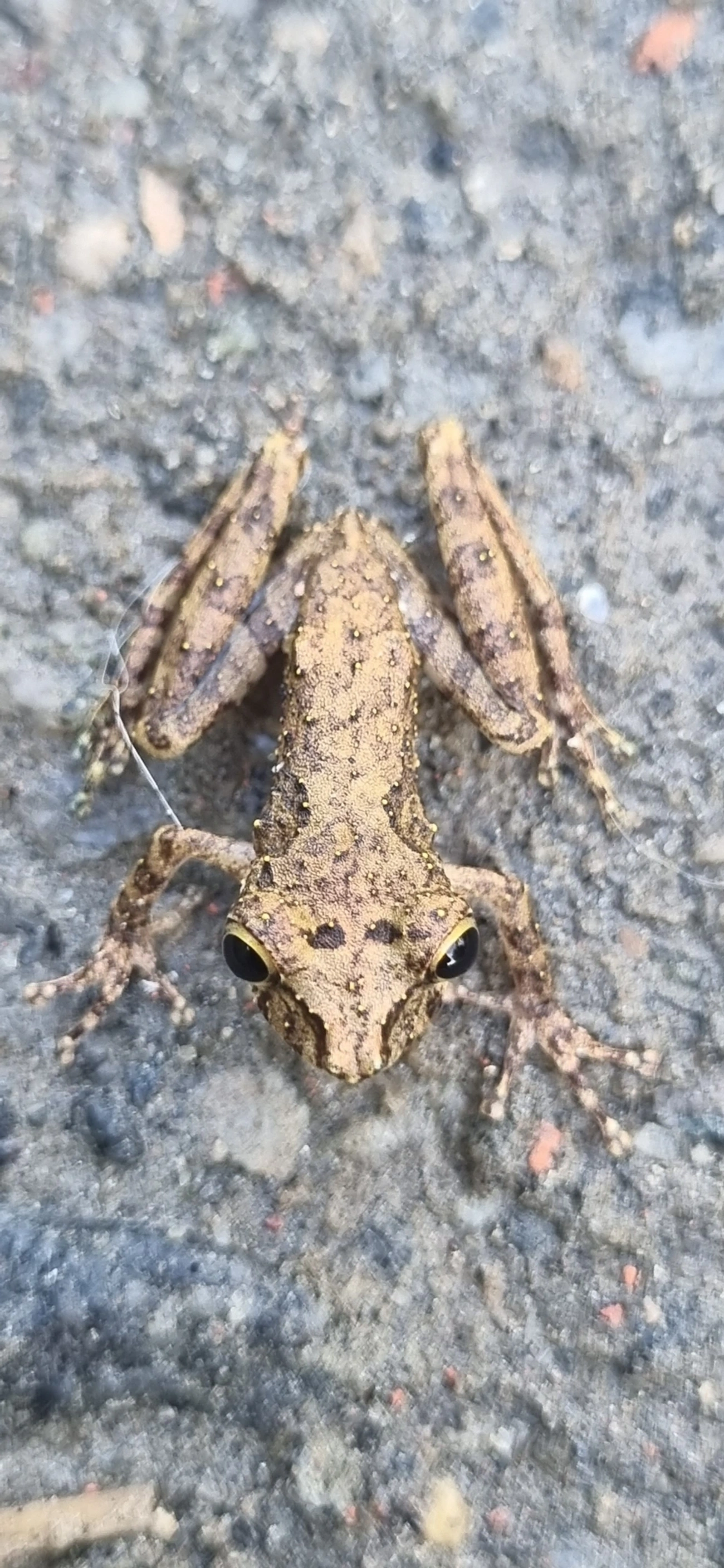Perereca-de-focinho-do-Rio-Mutum (Ololygon argyreornata), anfíbios, fotografado em Maresias, São Sebastião