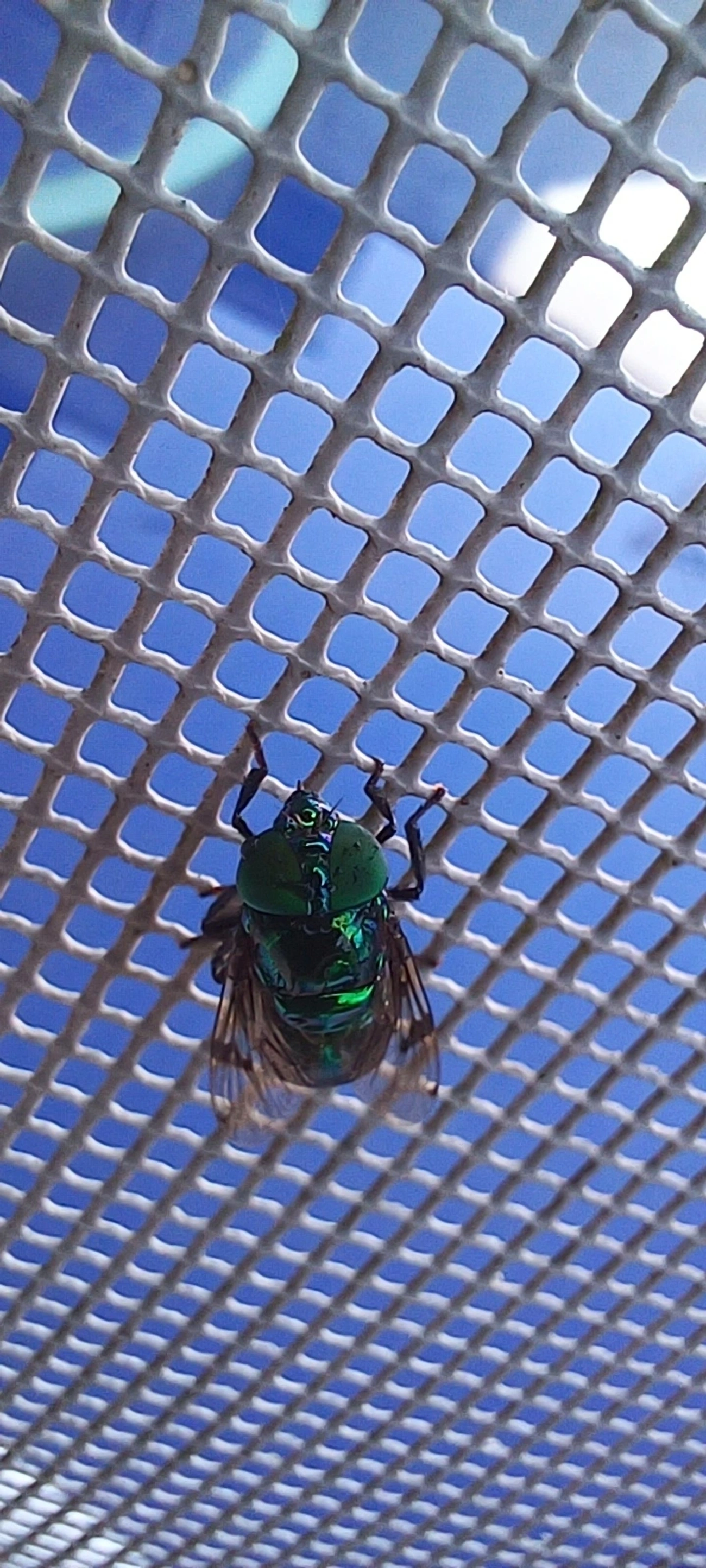 Mosca-das-flores (Ornidia major), insetos, fotografado em Maresias, São Sebastião