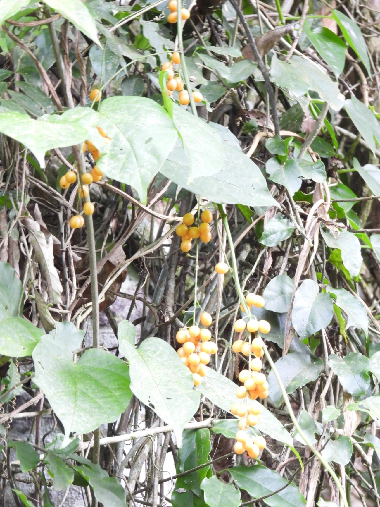 Plantas (Plantae), plantas, fotografado em Perequê, Ilhabela