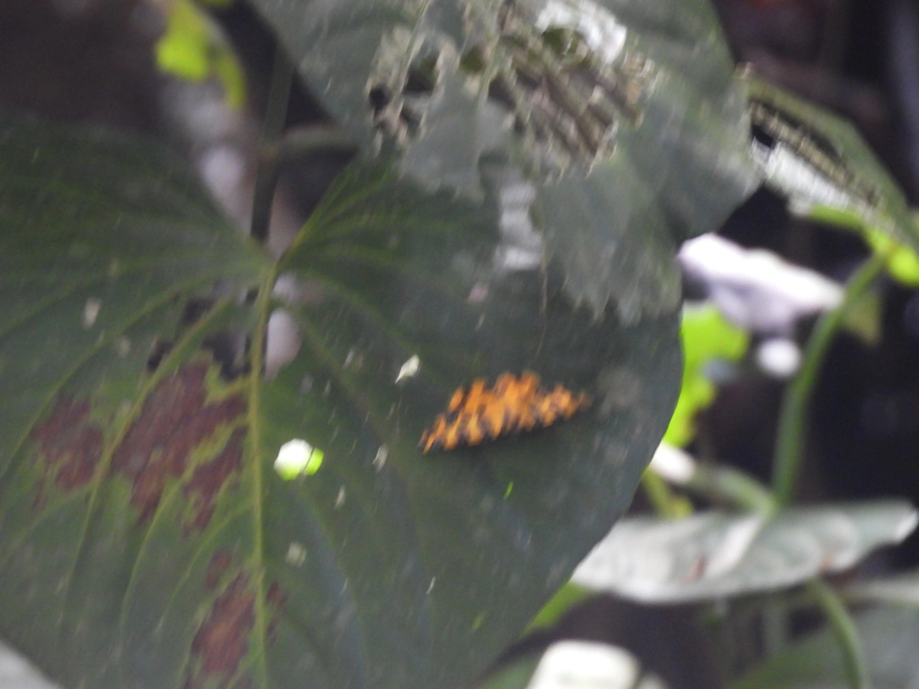 Mariposas-Leopardo (Pantherodes), insetos, fotografado em Maresias, São Sebastião