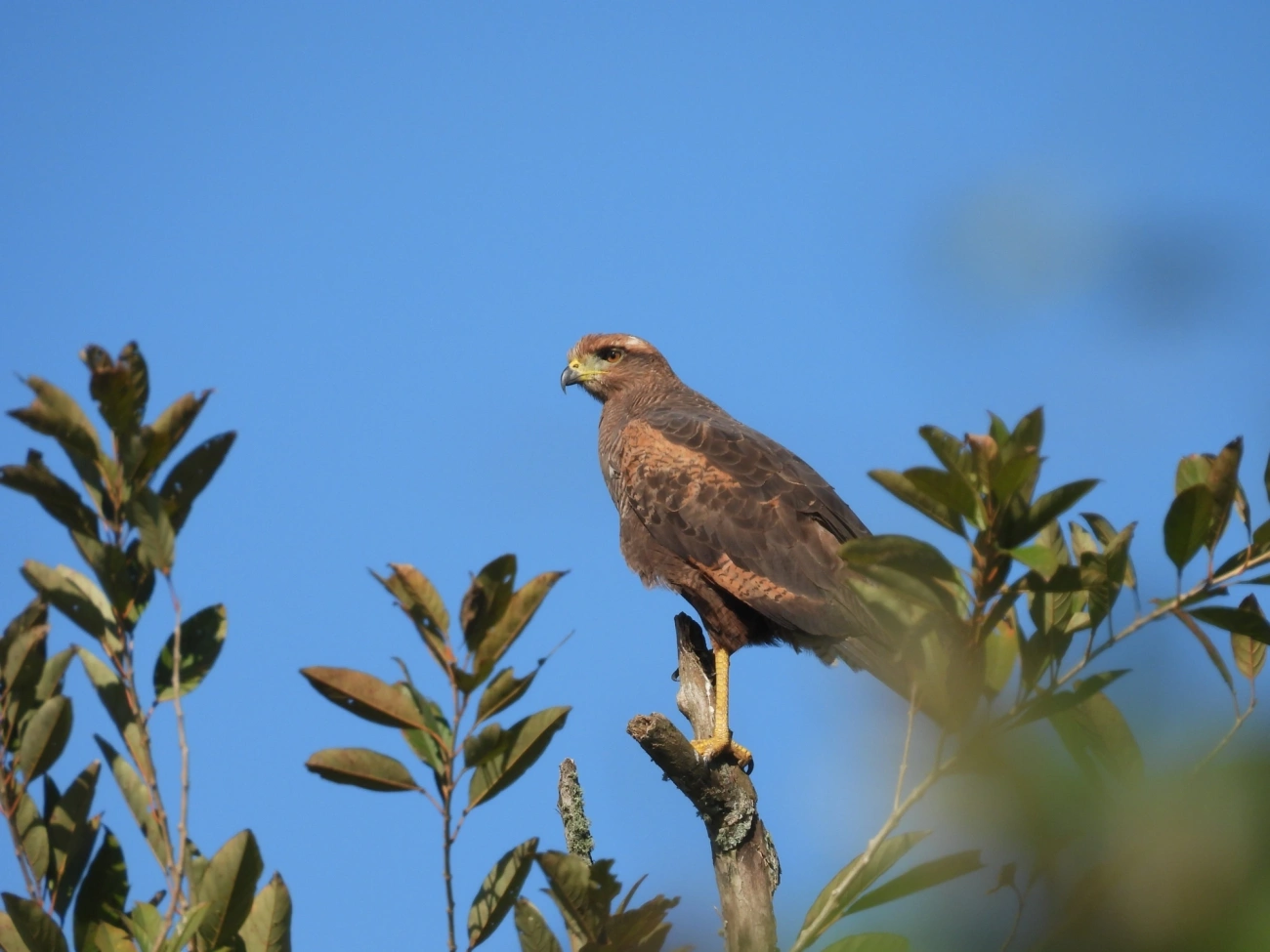 Gavião-caboclo (Buteogallus meridionalis), aves, fotografado em Maresias, São Sebastião