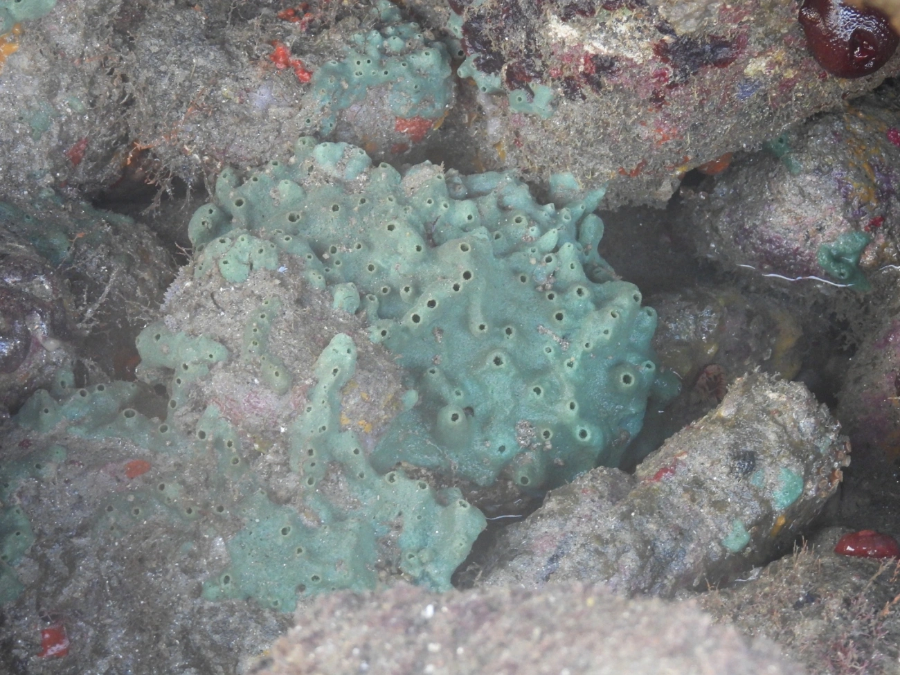 Esponja-azul-do-Atlântico (Haliclona caerulea), outros, fotografado em Maresias, São Sebastião