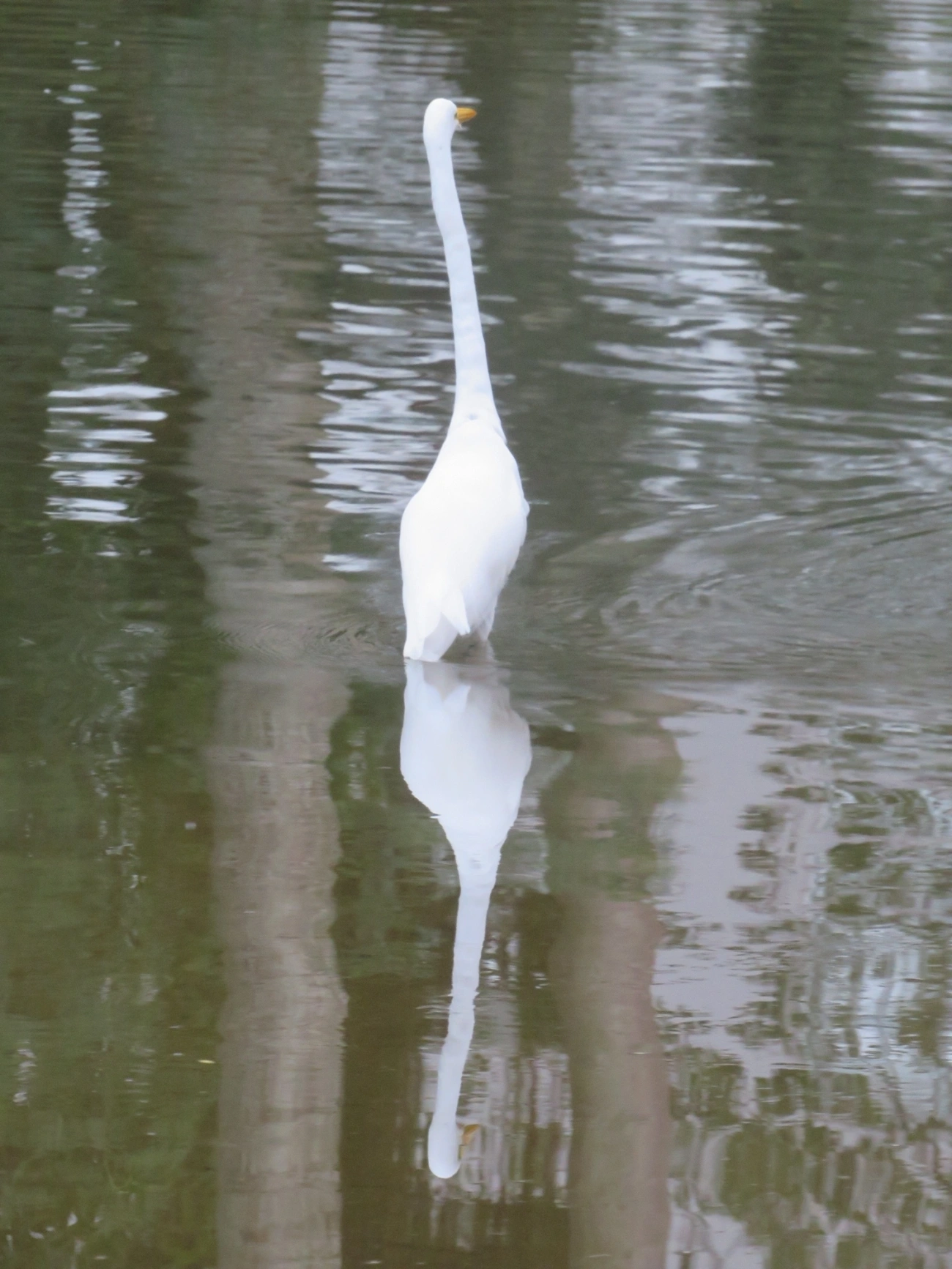 Garça-branca-grande (Ardea alba), aves, fotografado em Indaiá, Caraguatatuba