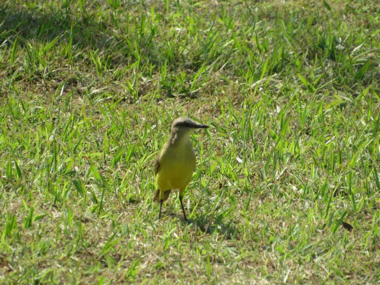 Suiriri-cavaleiro (Machetornis rixosa), aves, fotografado em Indaiá, Caraguatatuba