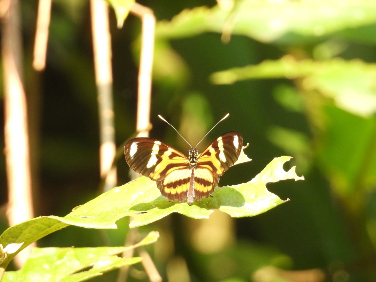 Maria-boba (Heliconius ethilla), insetos, fotografado em Boiçucanga, São Sebastião