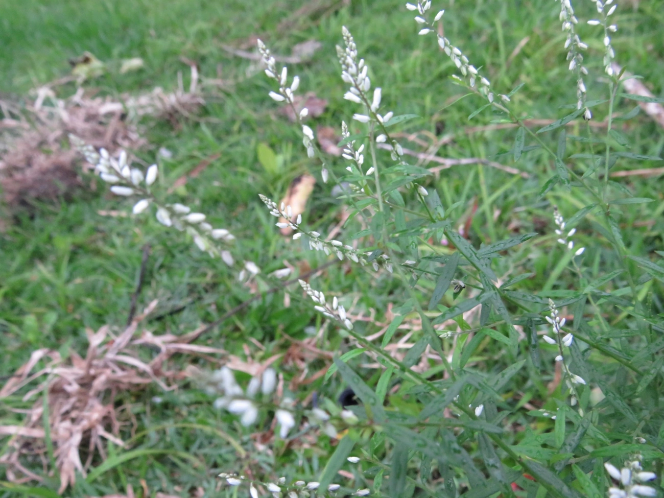 Barba-de-são-pedro (Senega paniculata), plantas, fotografado em Maresias, São Sebastião