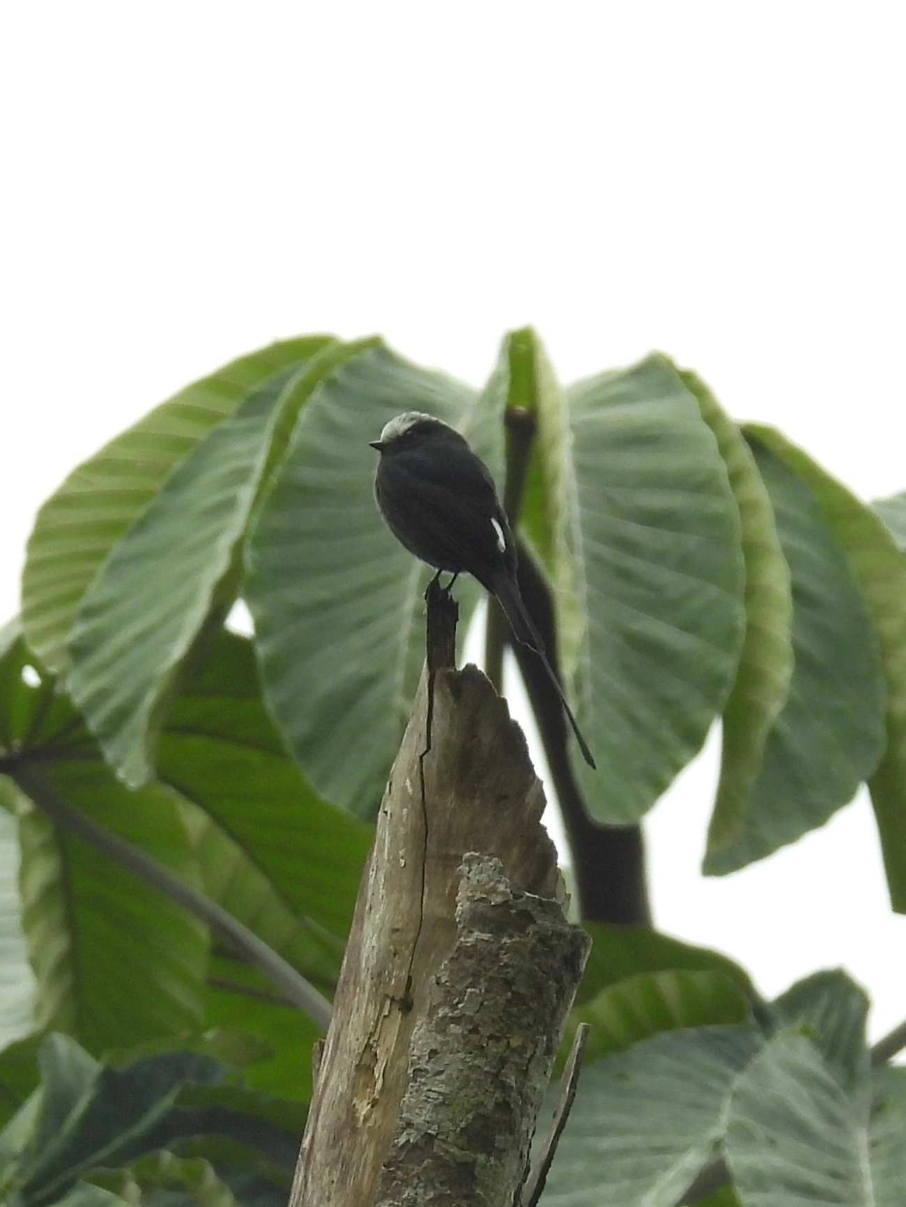 Viuvinha (Colonia colonus), aves, fotografado em Serrinha do Alambari