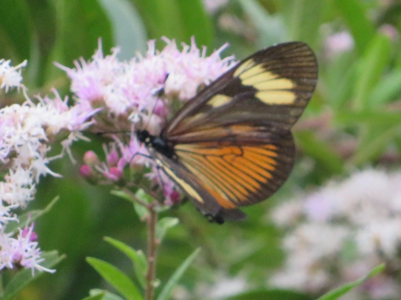 Actinote melanisans, insetos, fotografado em Maresias, São Sebastião
