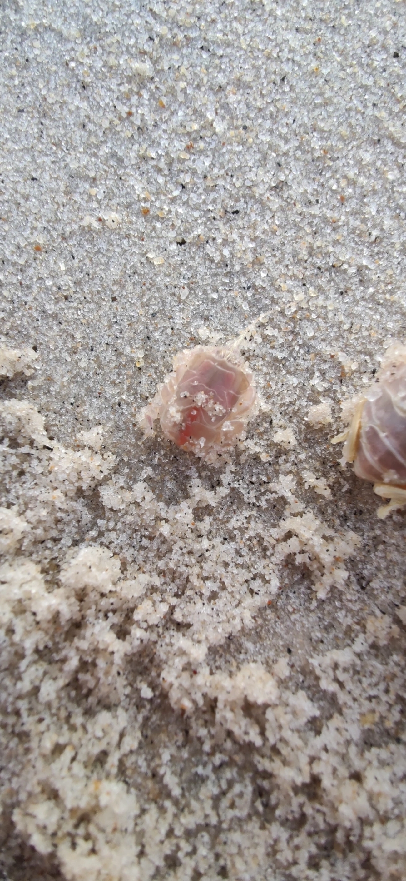Lepidopa richmondi, crustáceos, fotografado em Maresias, São Sebastião