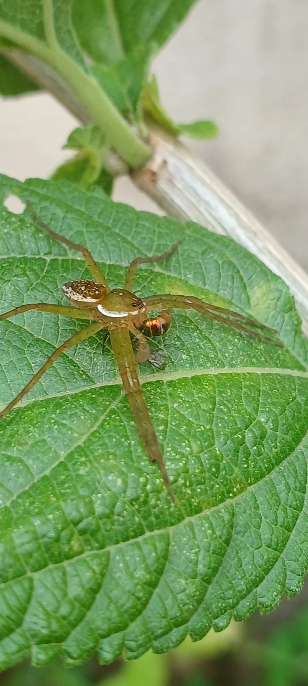 Thaumasia, aracnídeos, fotografado em Maresias, São Sebastião
