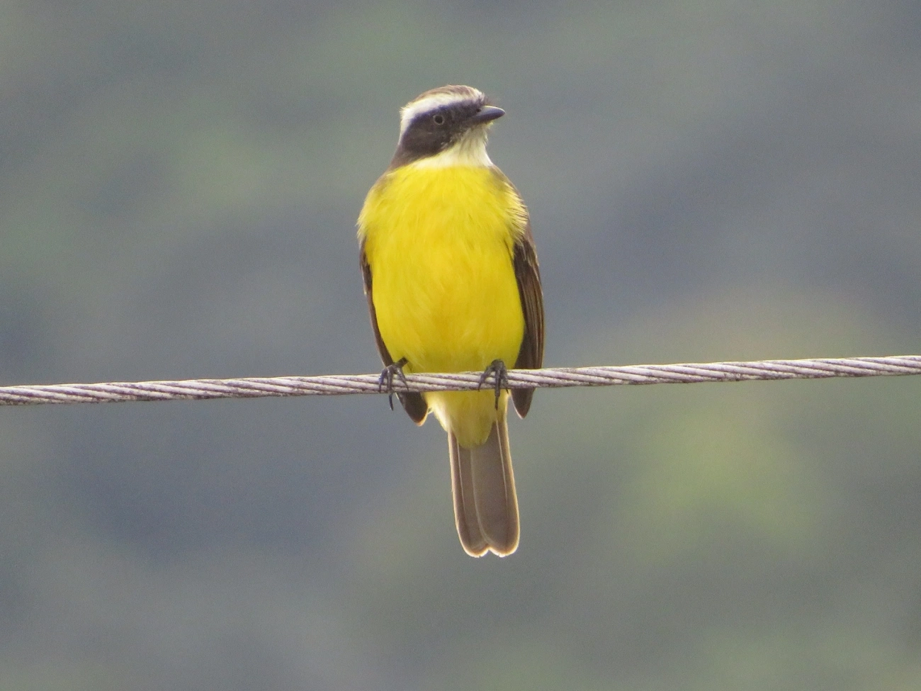 Bentevizinho-de-penacho-vermelho (Myiozetetes similis), aves, fotografado em Maresias, São Sebastião