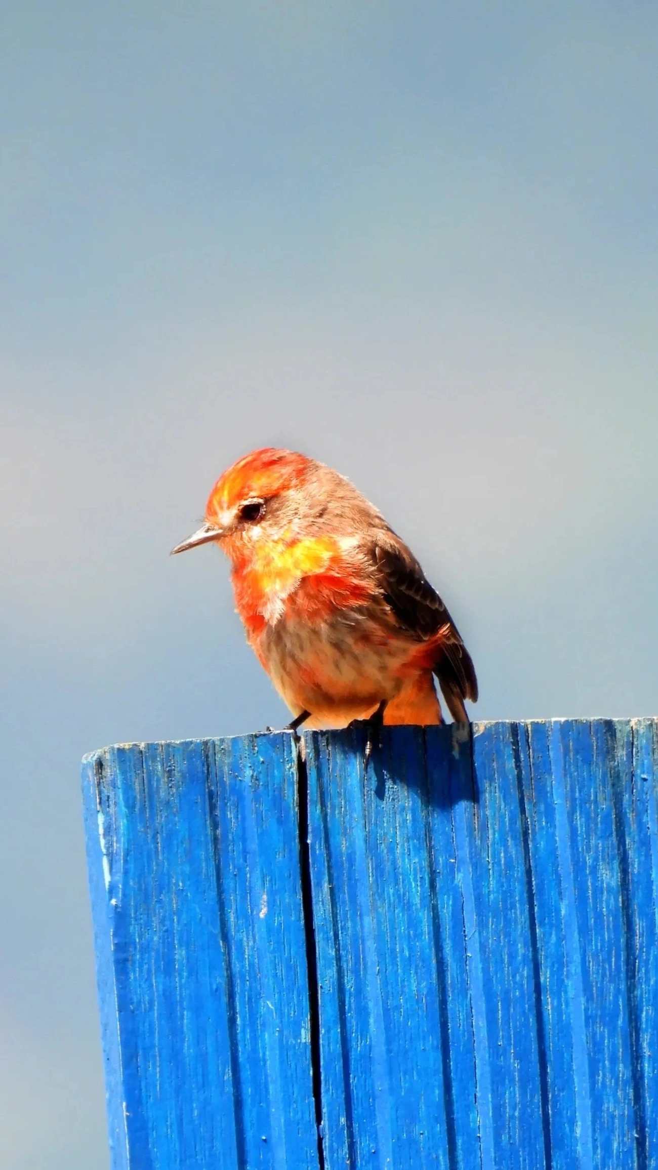 Príncipe (Pyrocephalus rubinus), aves, fotografado em Maresias, São Sebastião