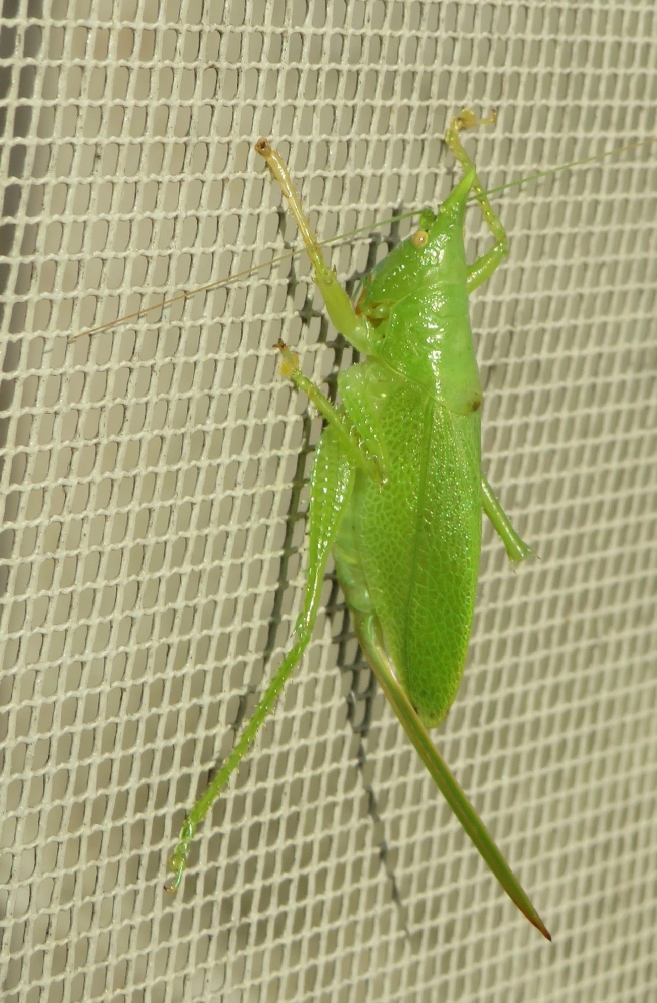 Esperança (Copiphora brachyptera), insetos, fotografado em Maresias, São Sebastião