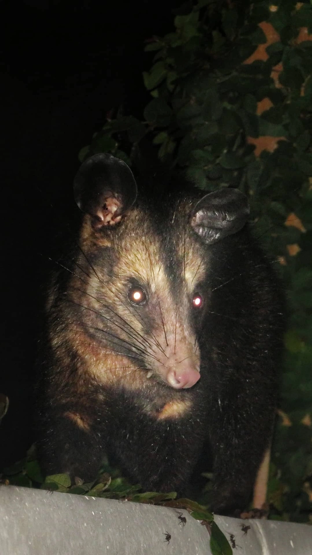 Gambá-de-orelha-preta (Didelphis aurita), mamíferos, fotografado em Maresias, São Sebastião