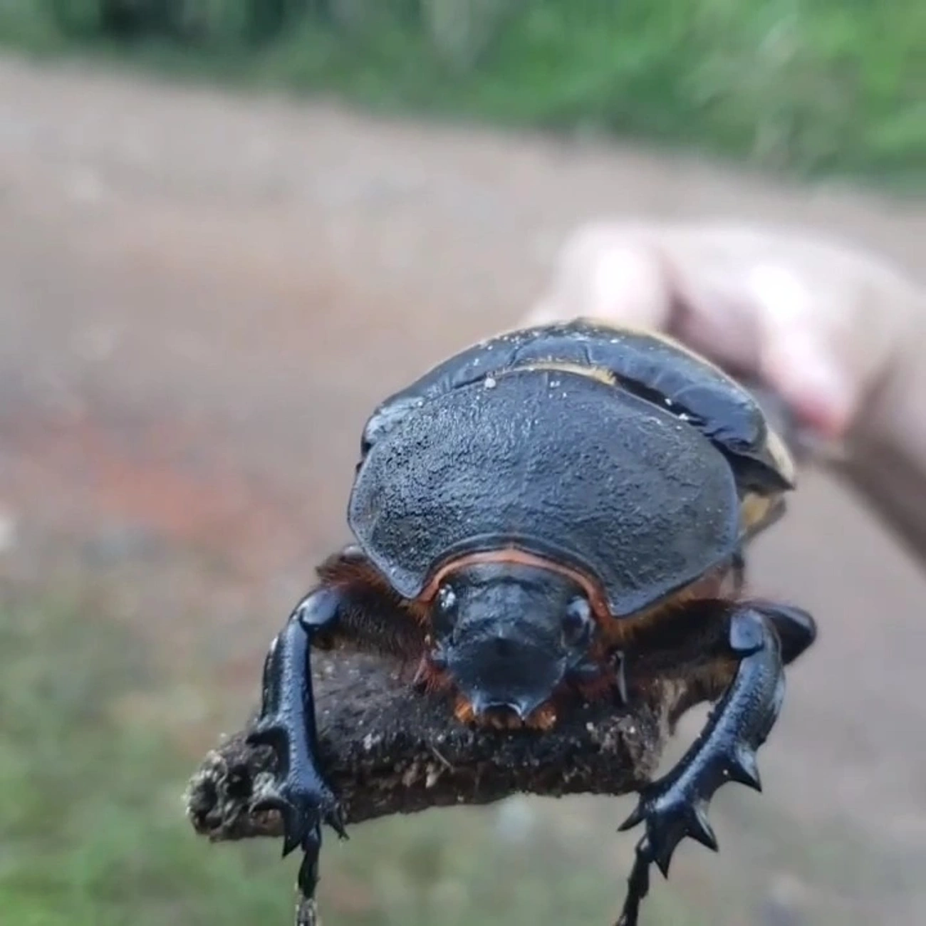 Besouro-Anúbis (Megasoma anubis), insetos, fotografado em Maresias, São Sebastião