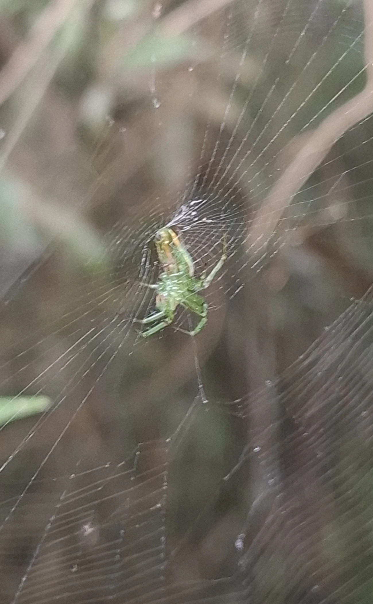 Mangora, aracnídeos, fotografado em Cabreúva