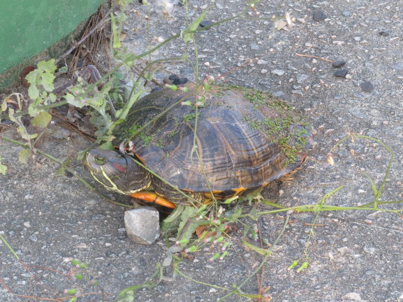 Tartaruga-da-Flórida (Trachemys scripta), répteis, fotografado em Maresias, São Sebastião