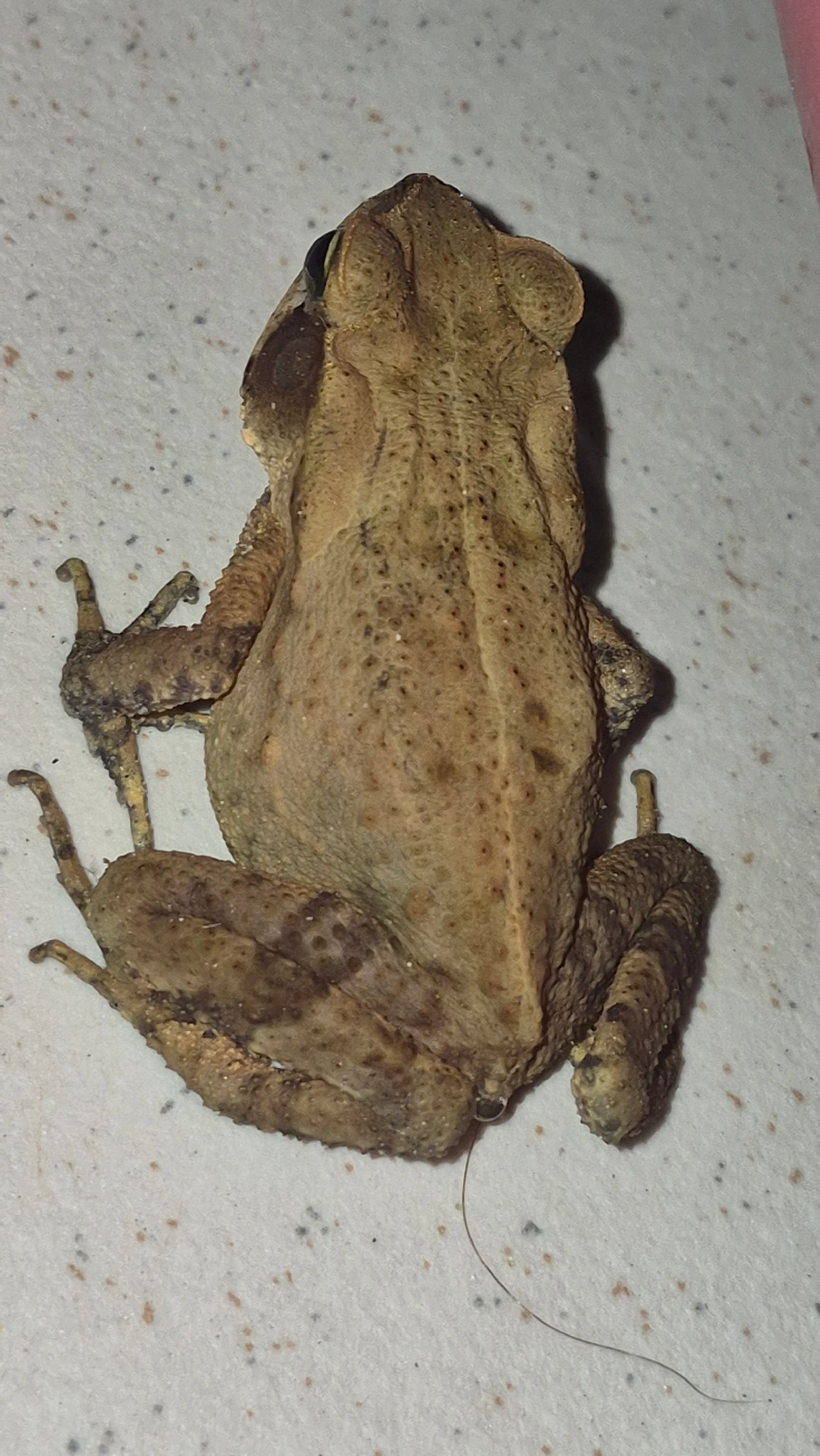Sapo-de-floresta (Rhinella ornata), anfíbios, fotografado em Maresias, São Sebastião