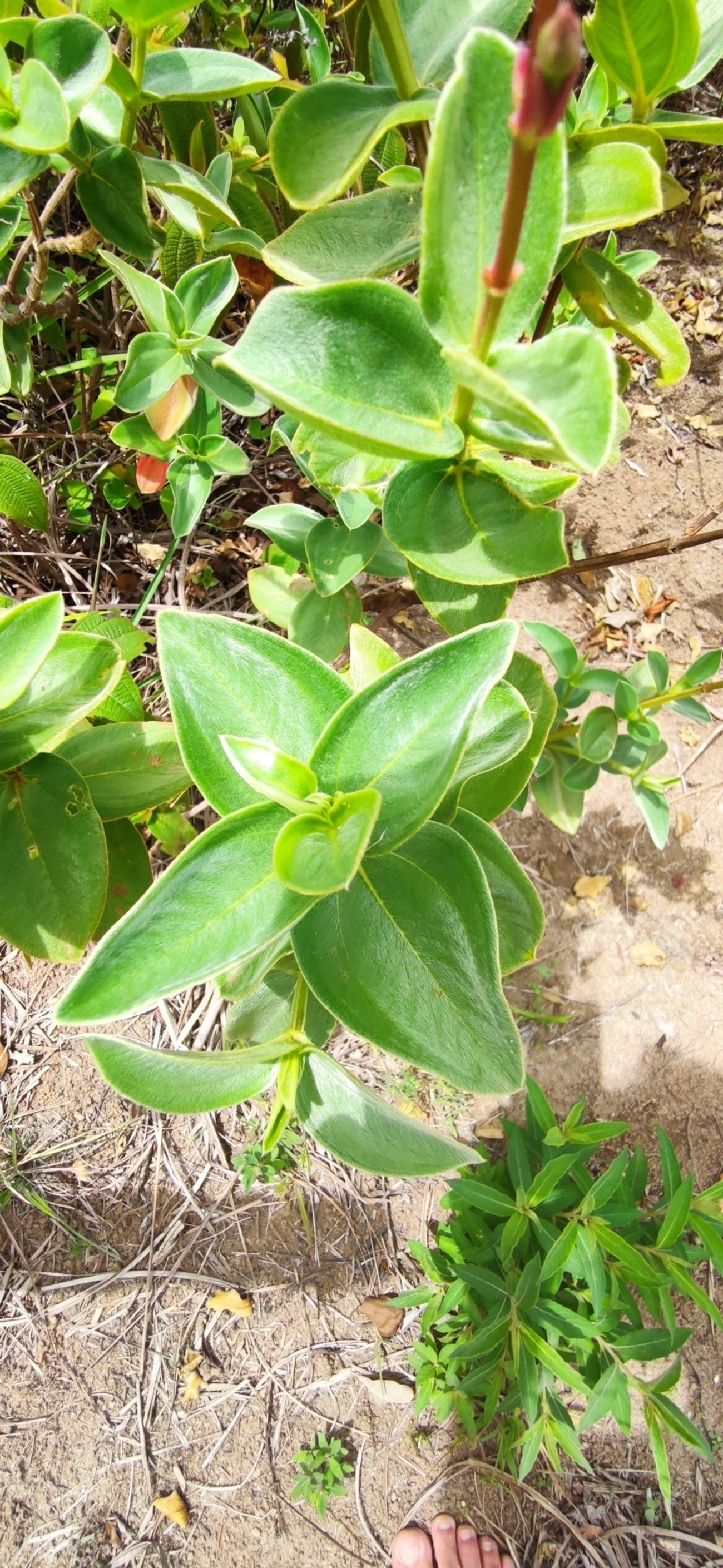 Orelha-de-onça (Pleroma heteromallum), plantas, fotografado em Paúba, São Sebastião