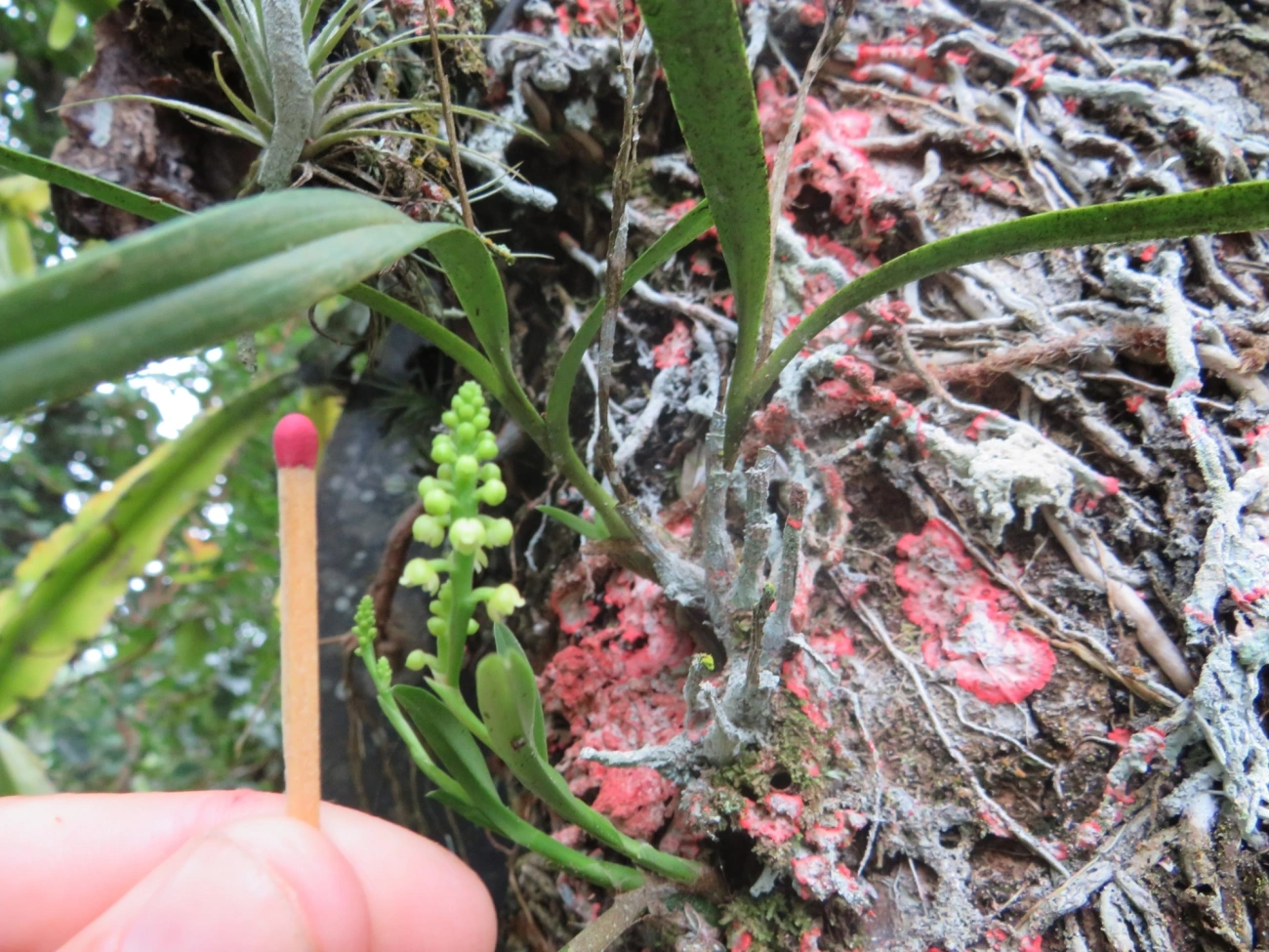 Polystachya, plantas, fotografado em Maresias, São Sebastião