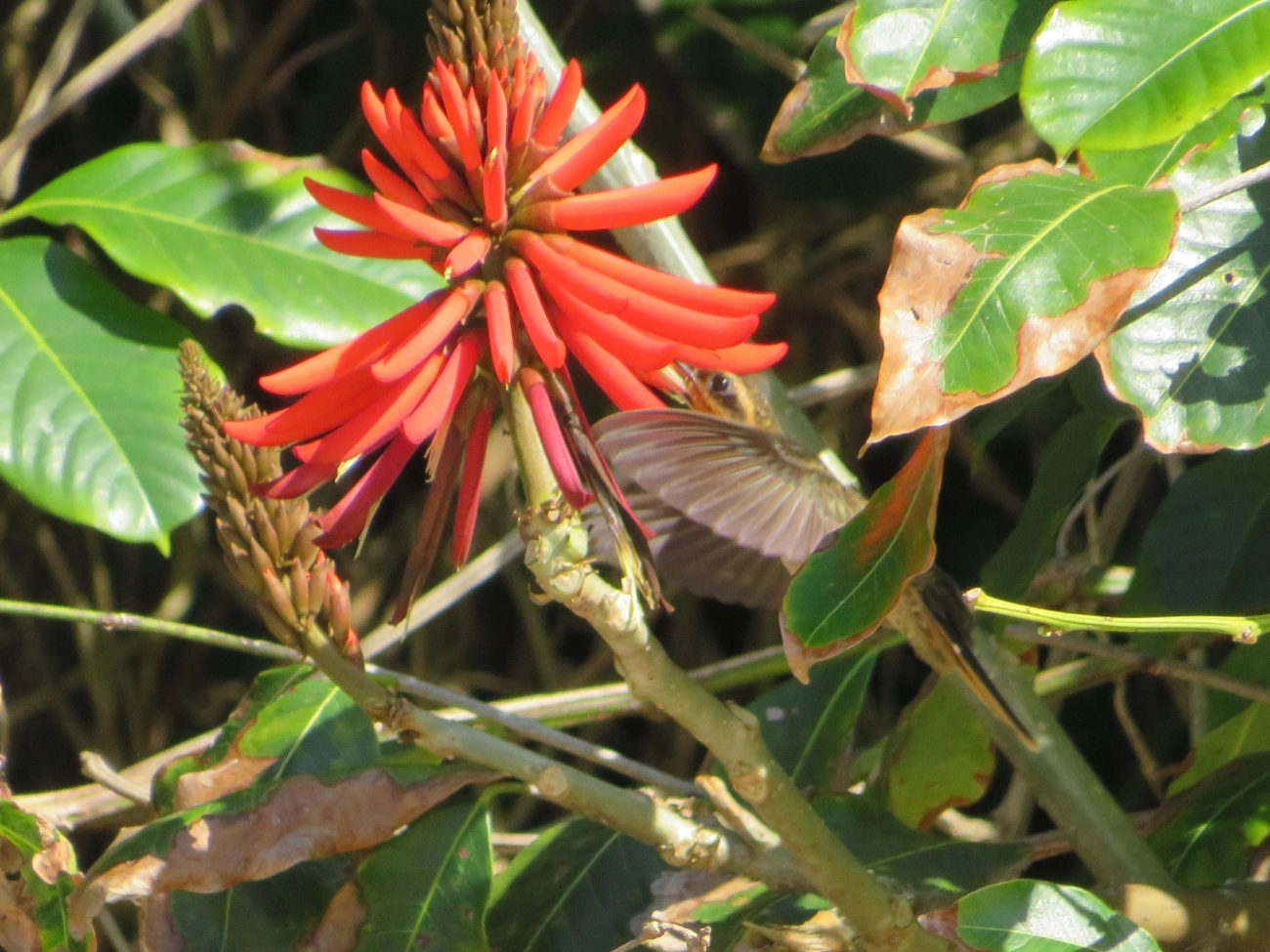 Beija-flor-do-mato (Ramphodon naevius), aves, fotografado em São Sebastião