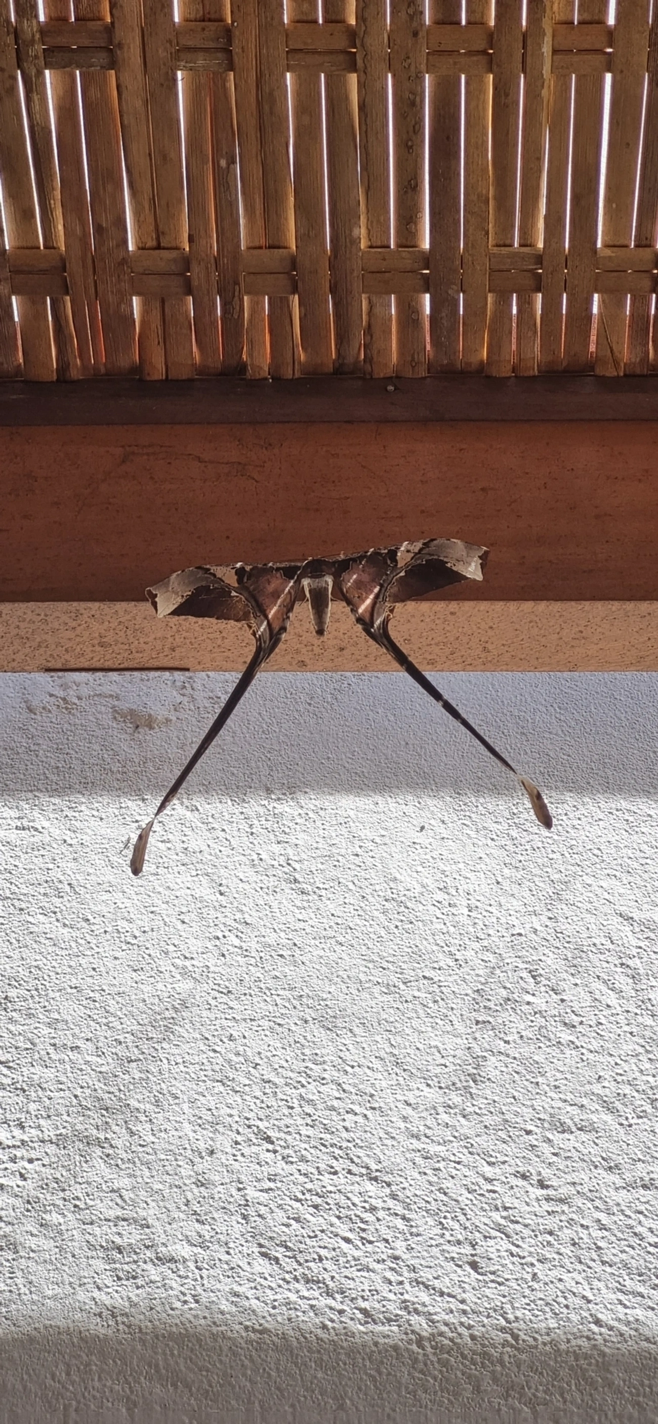 Copiopteryx, insetos, fotografado em Maresias, São Sebastião