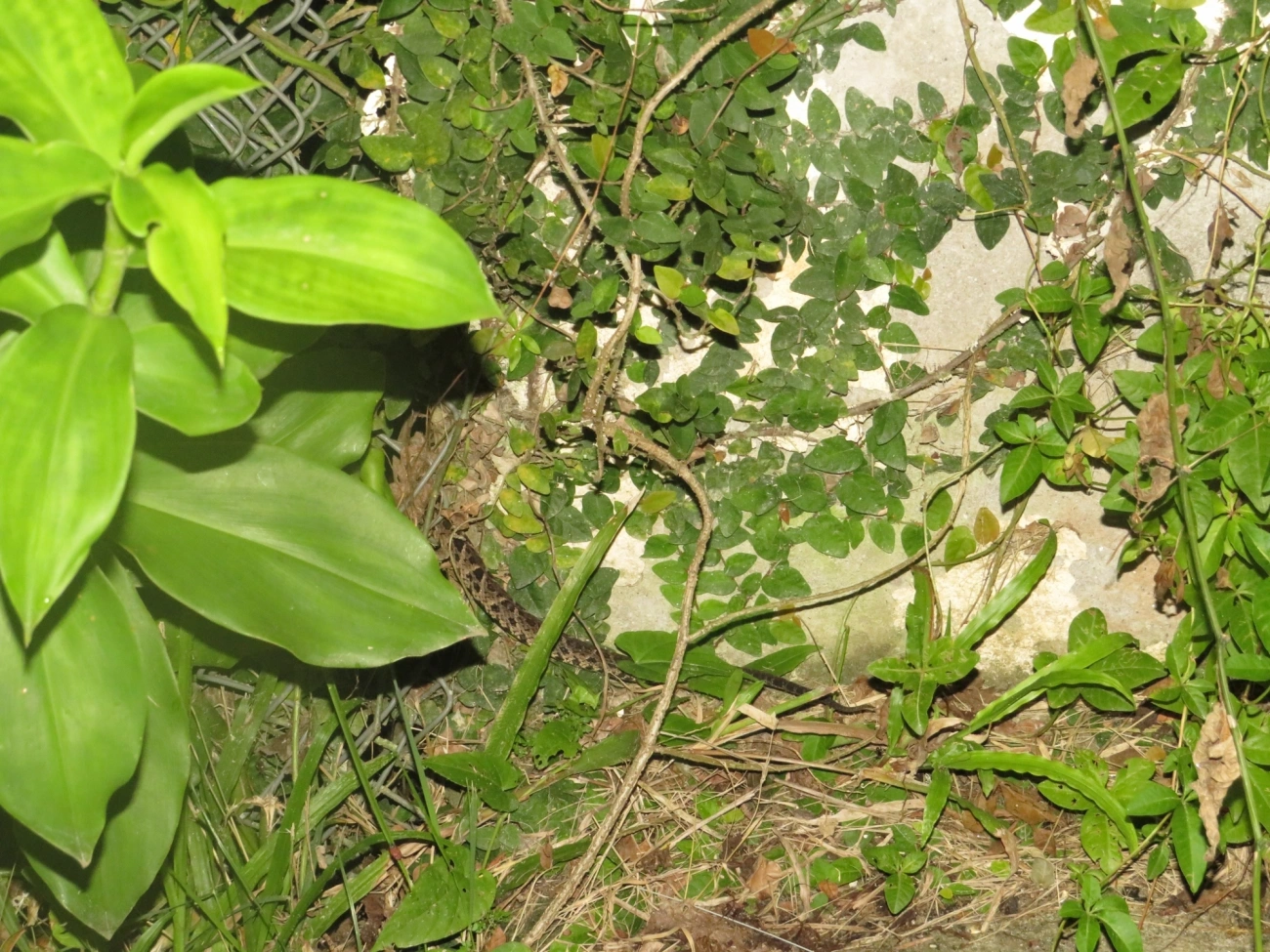 Jararacuçu (Bothrops jararacussu), répteis, fotografado em Maresias, São Sebastião
