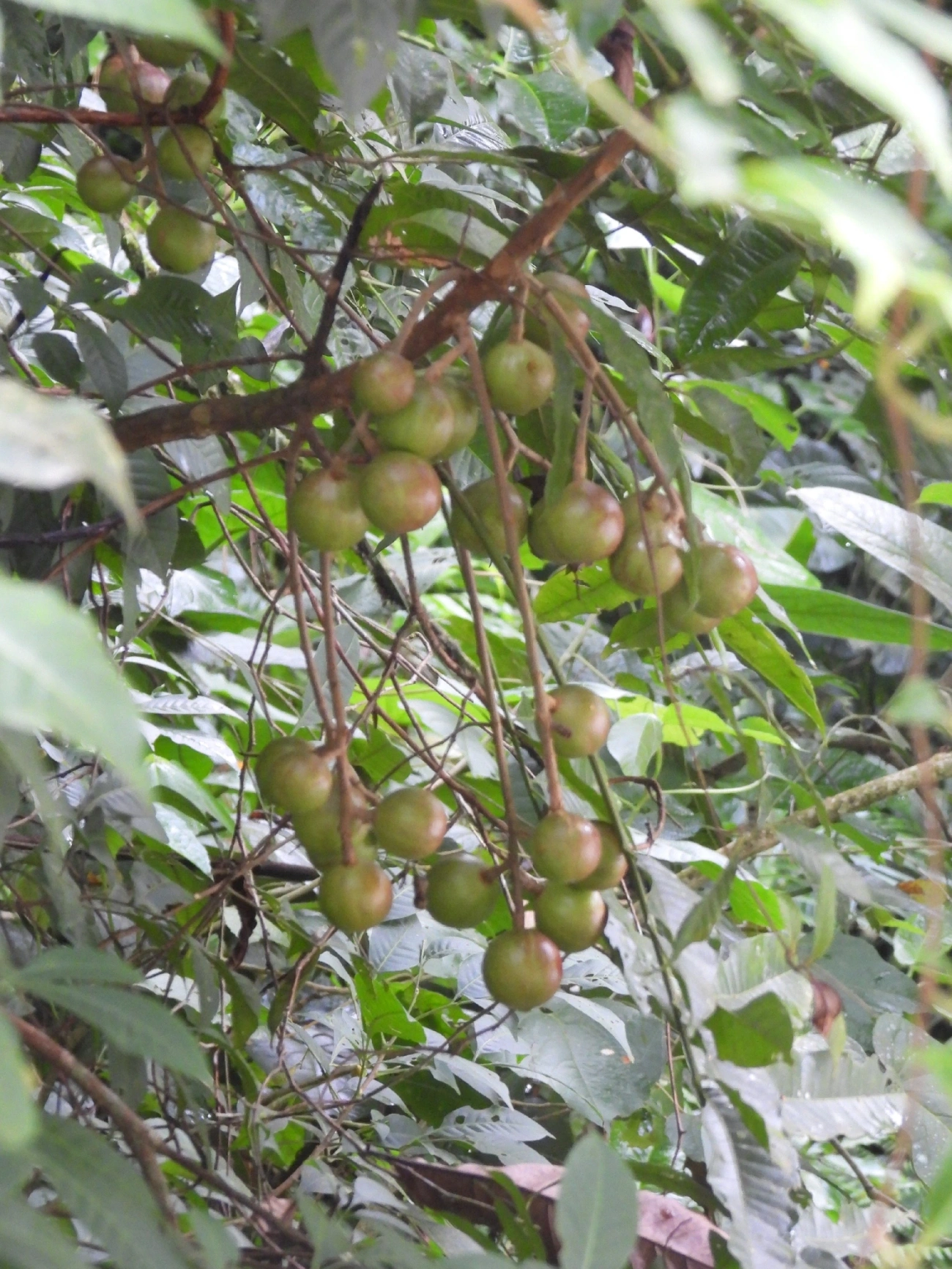 Canjerana (Cabralea canjerana), plantas, fotografado em Boiçucanga, São Sebastião