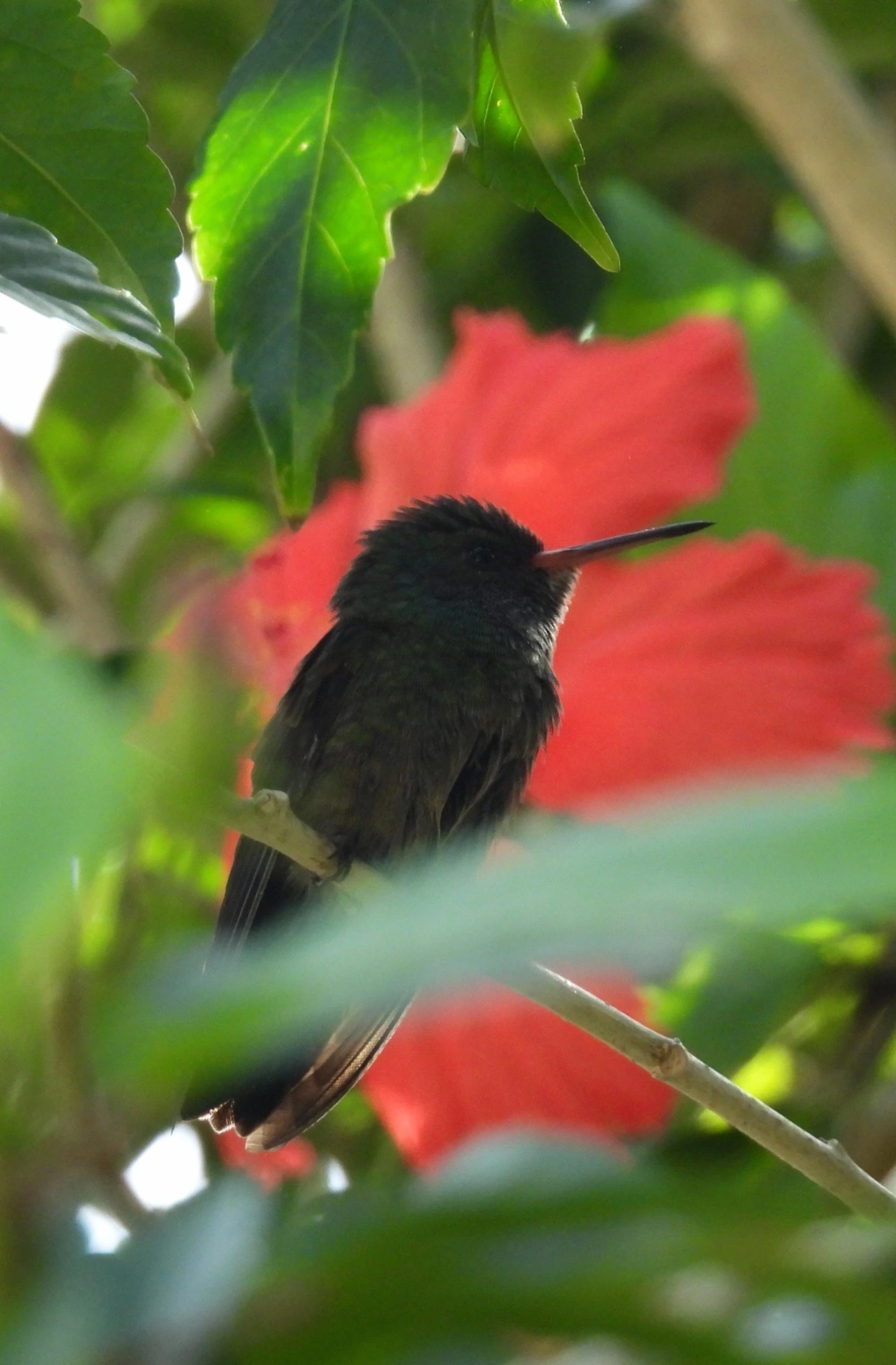 Beija-flores (Trochilidae), aves, fotografado em Maresias, São Sebastião