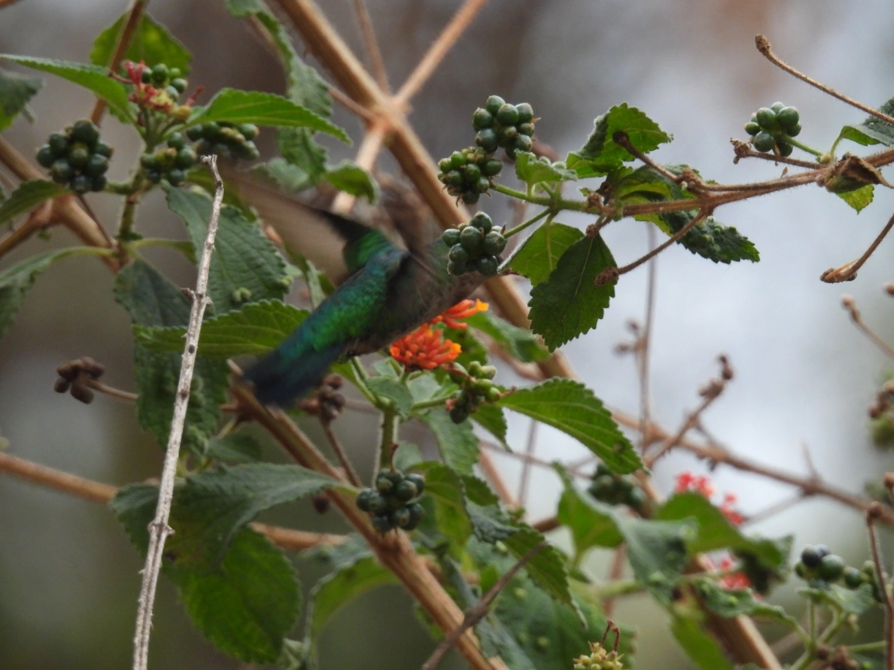 Besourinho-de-bico-vermelho (Chlorostilbon lucidus), aves, fotografado em Itamonte