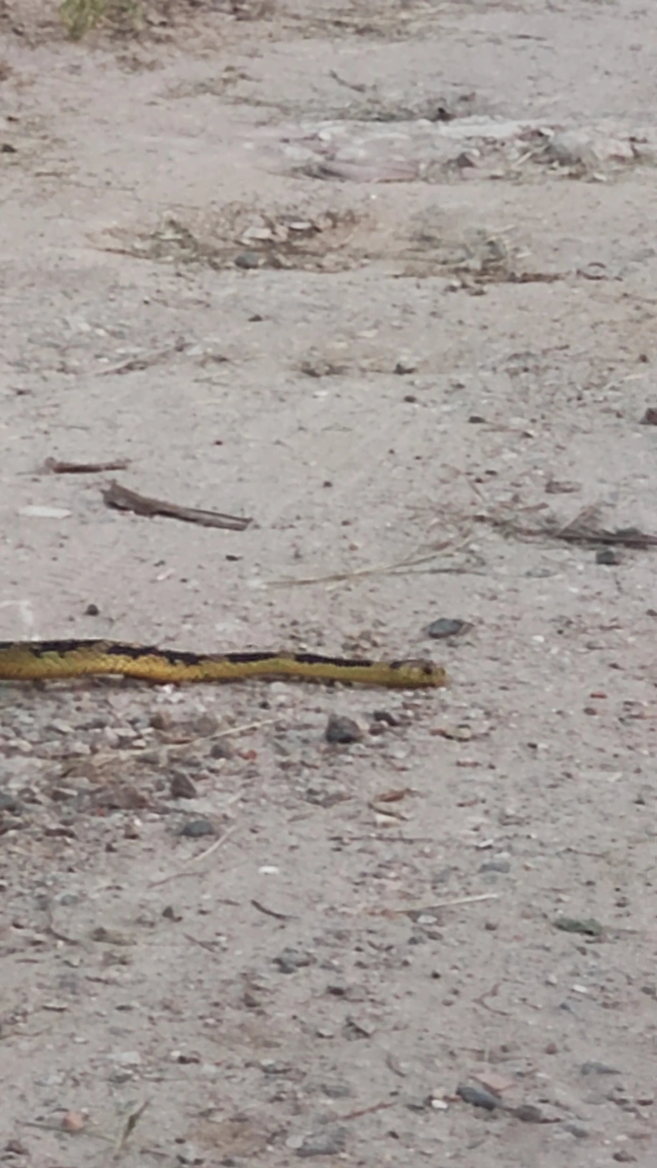 Caninana (Spilotes pullatus), répteis, fotografado em Maresias, São Sebastião