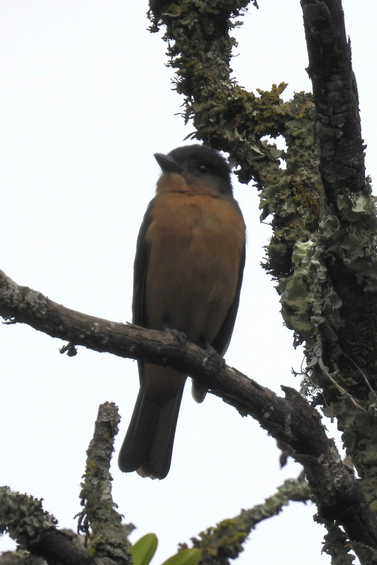Caneleiro-de-Chapéu-Preto (Pachyramphus validus), aves, fotografado em Santa Isabel