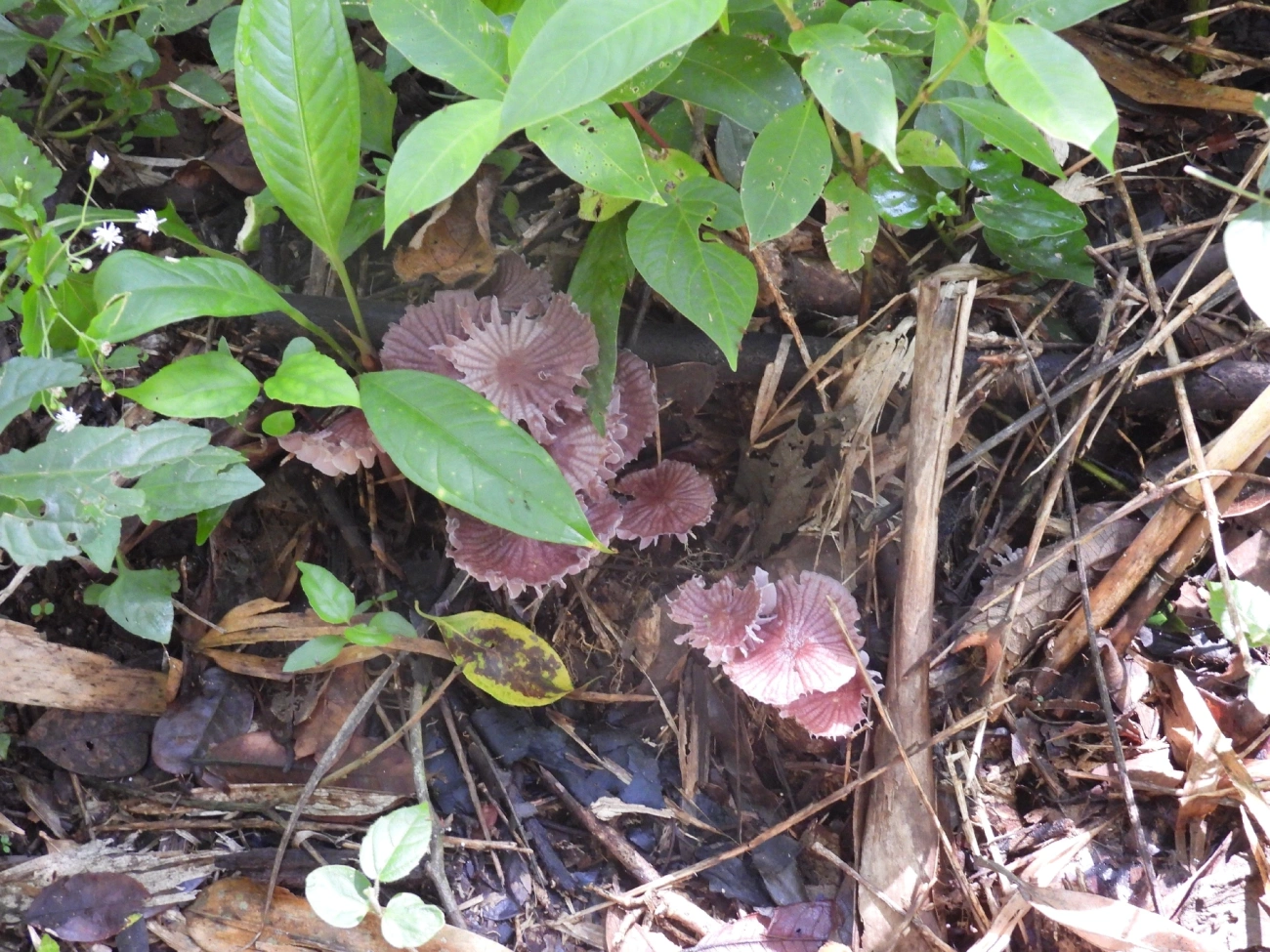 Mycena sect. Calodontes (Calodontes), fungos, fotografado em Queluz
