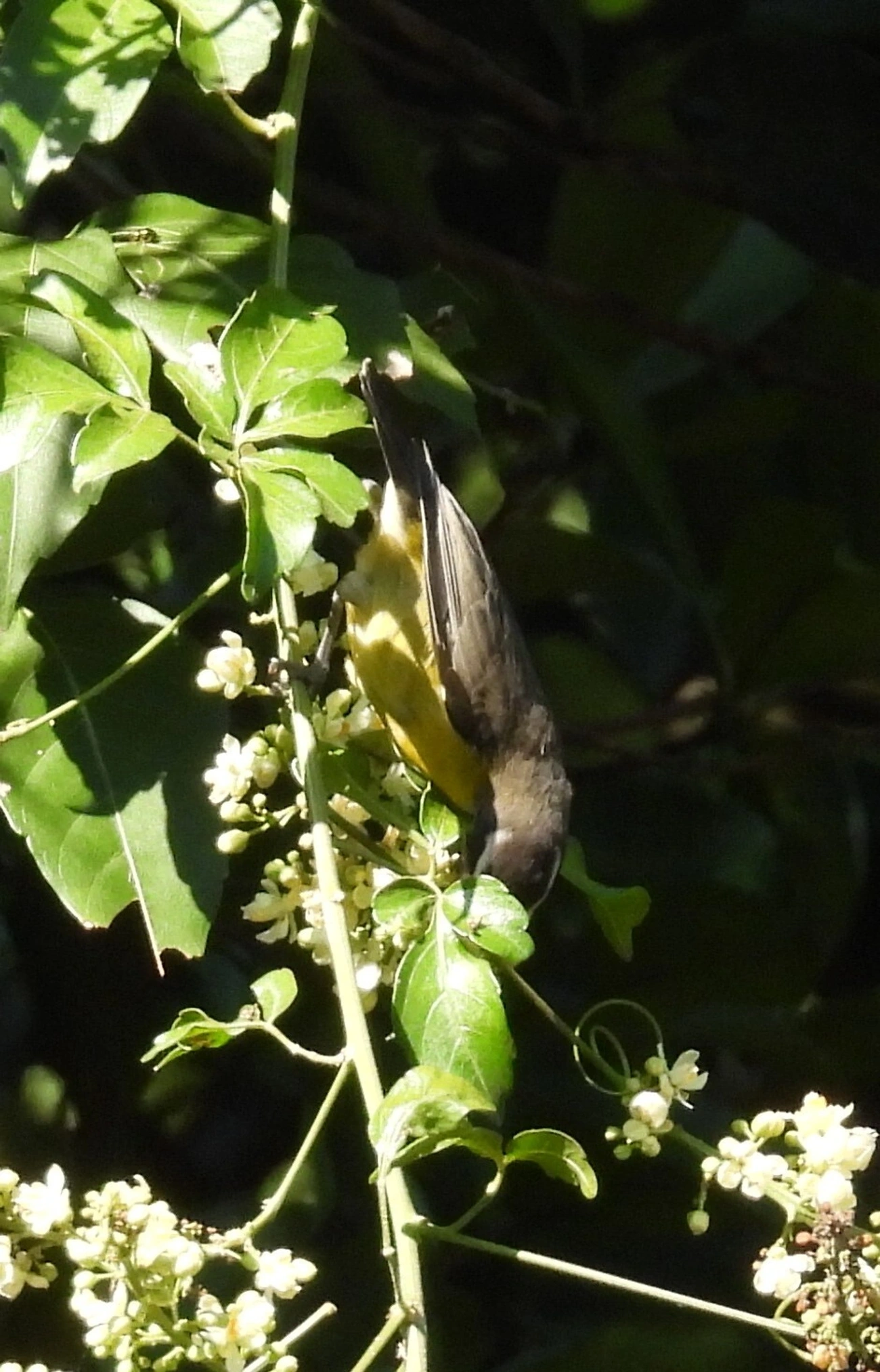 Cambacica (Coereba flaveola), aves, fotografado em Resende