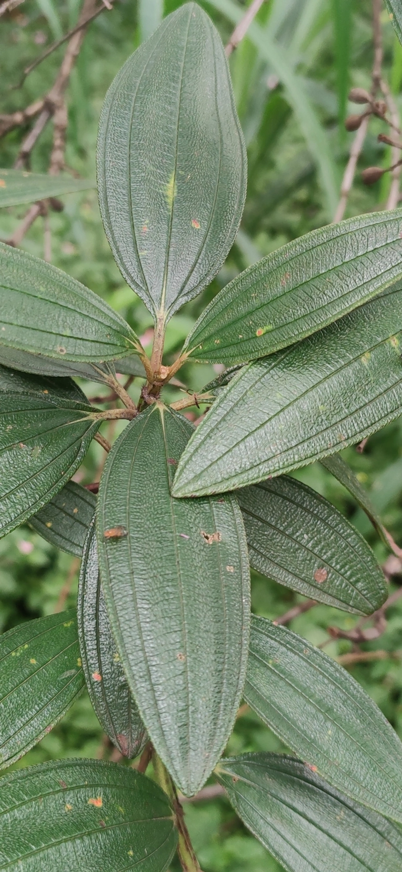 Manacá-da-serra (Pleroma mutabile), plantas, fotografado em R. Acurui, São Paulo